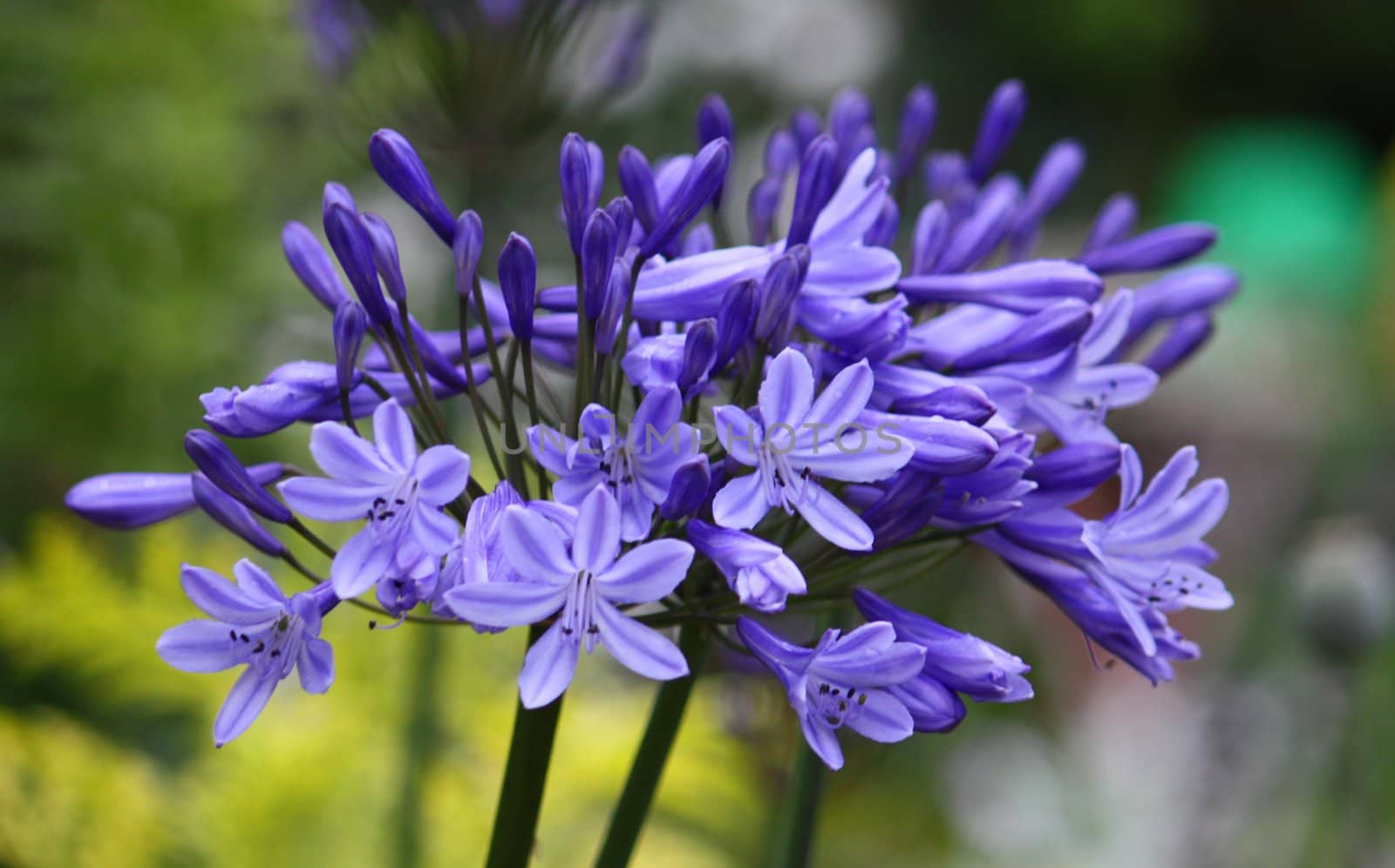 Agapanthus by chrisga