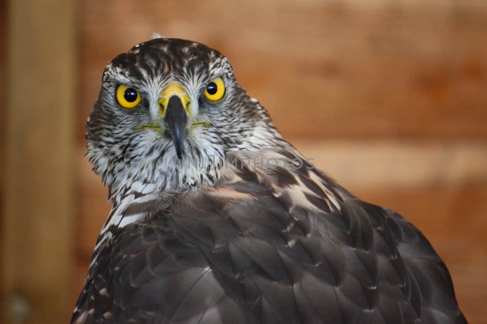 Eagle close-up