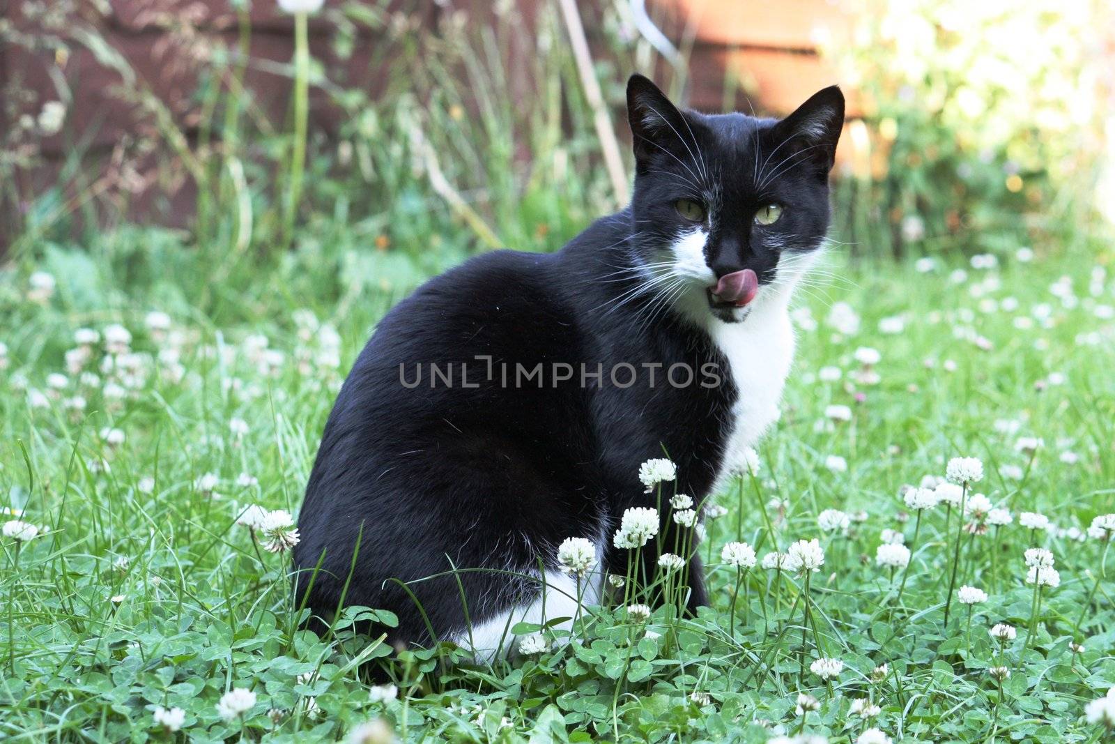 Black and White Cat sitting in grass by chrisga