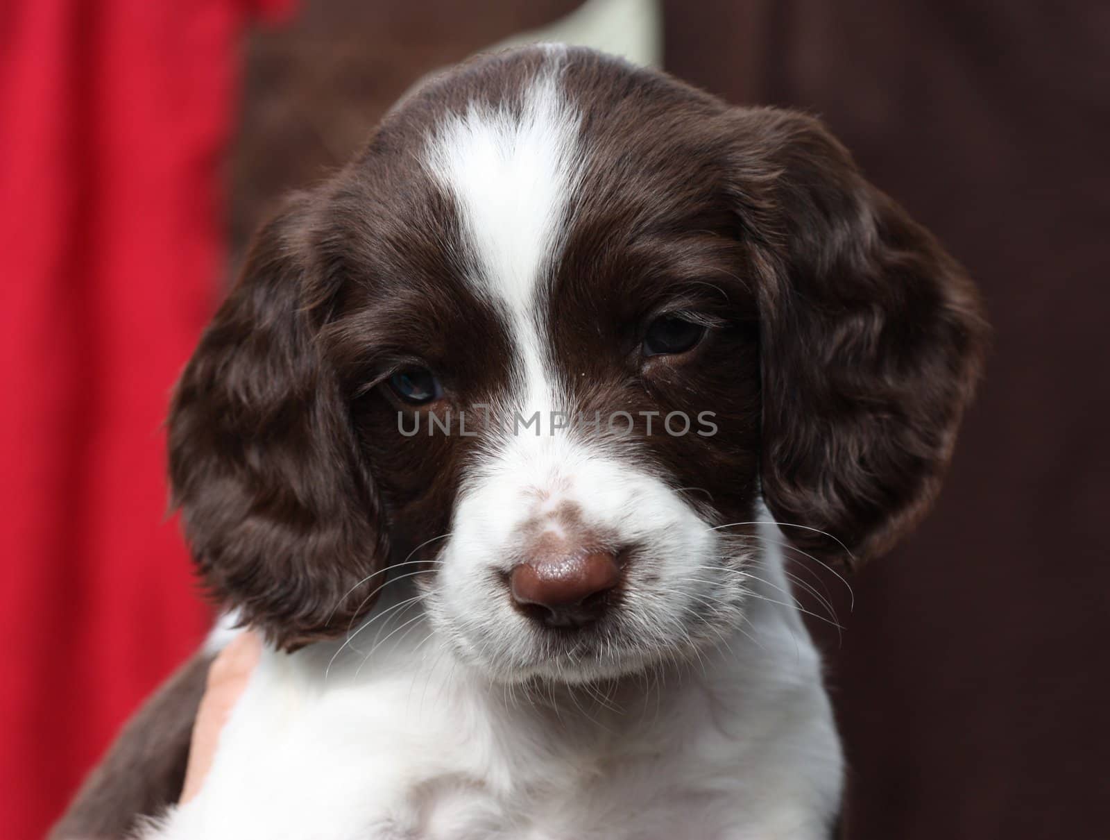 Working English Springer Spaniel puppy