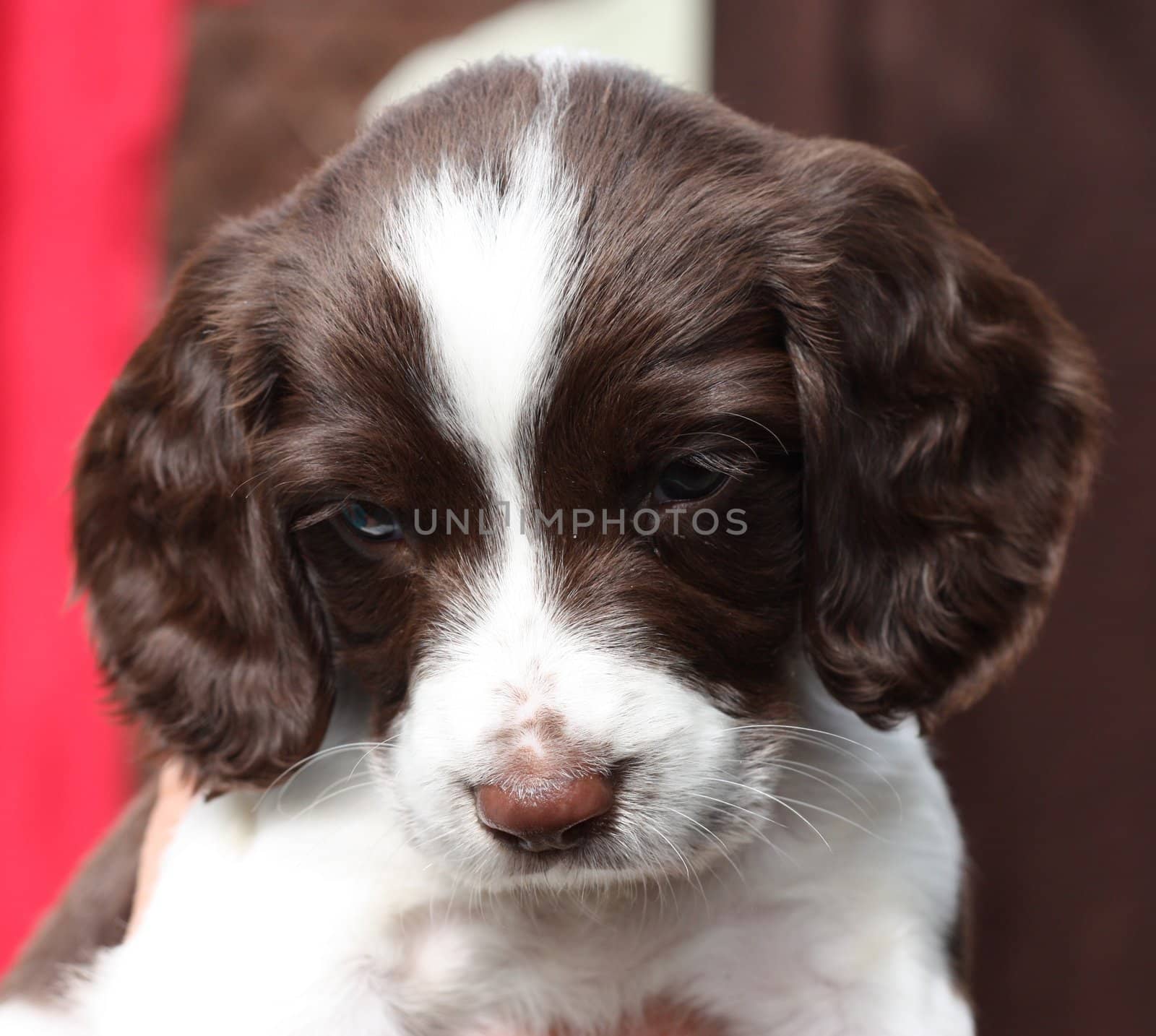 Working English Springer Spaniel puppy