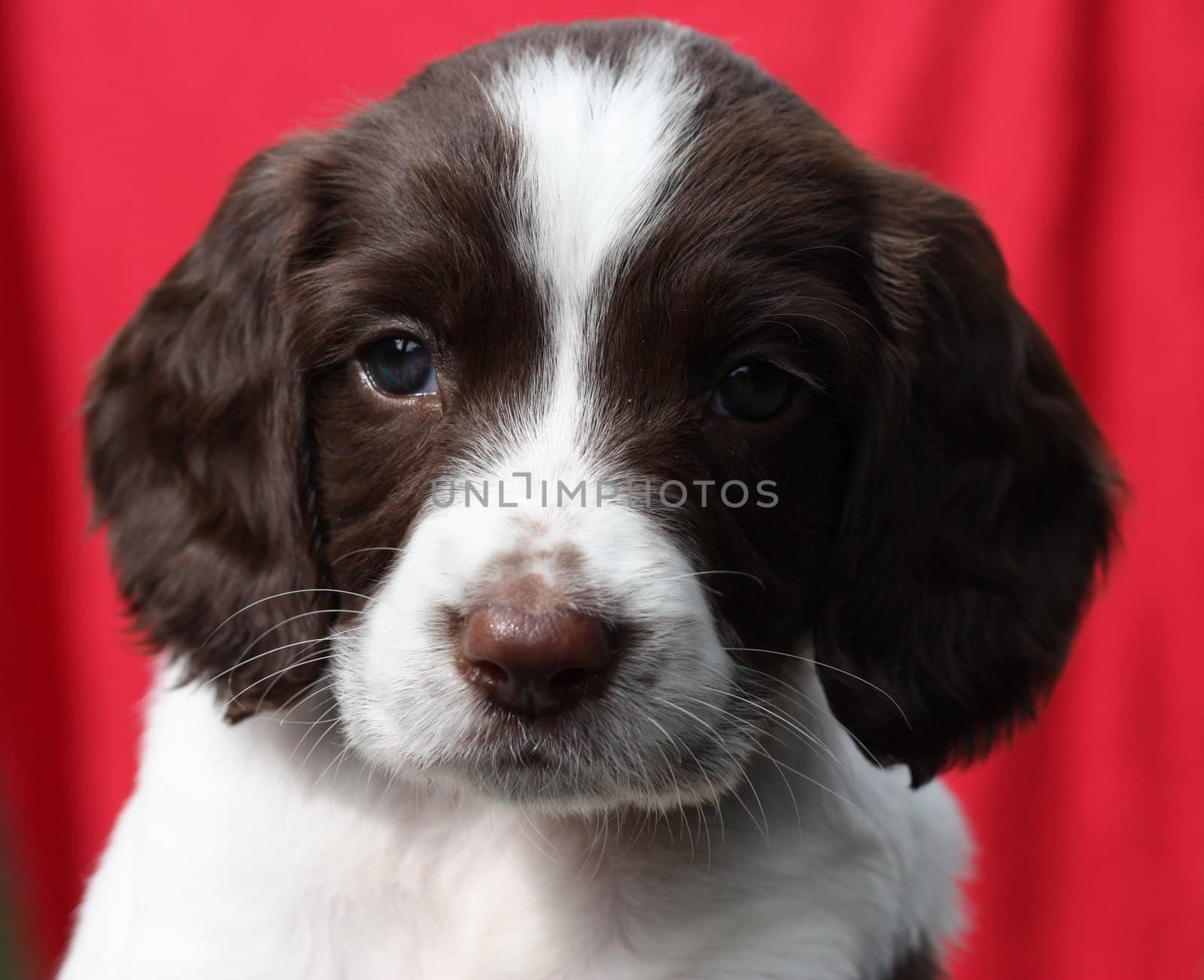 Working English Springer Spaniel puppy