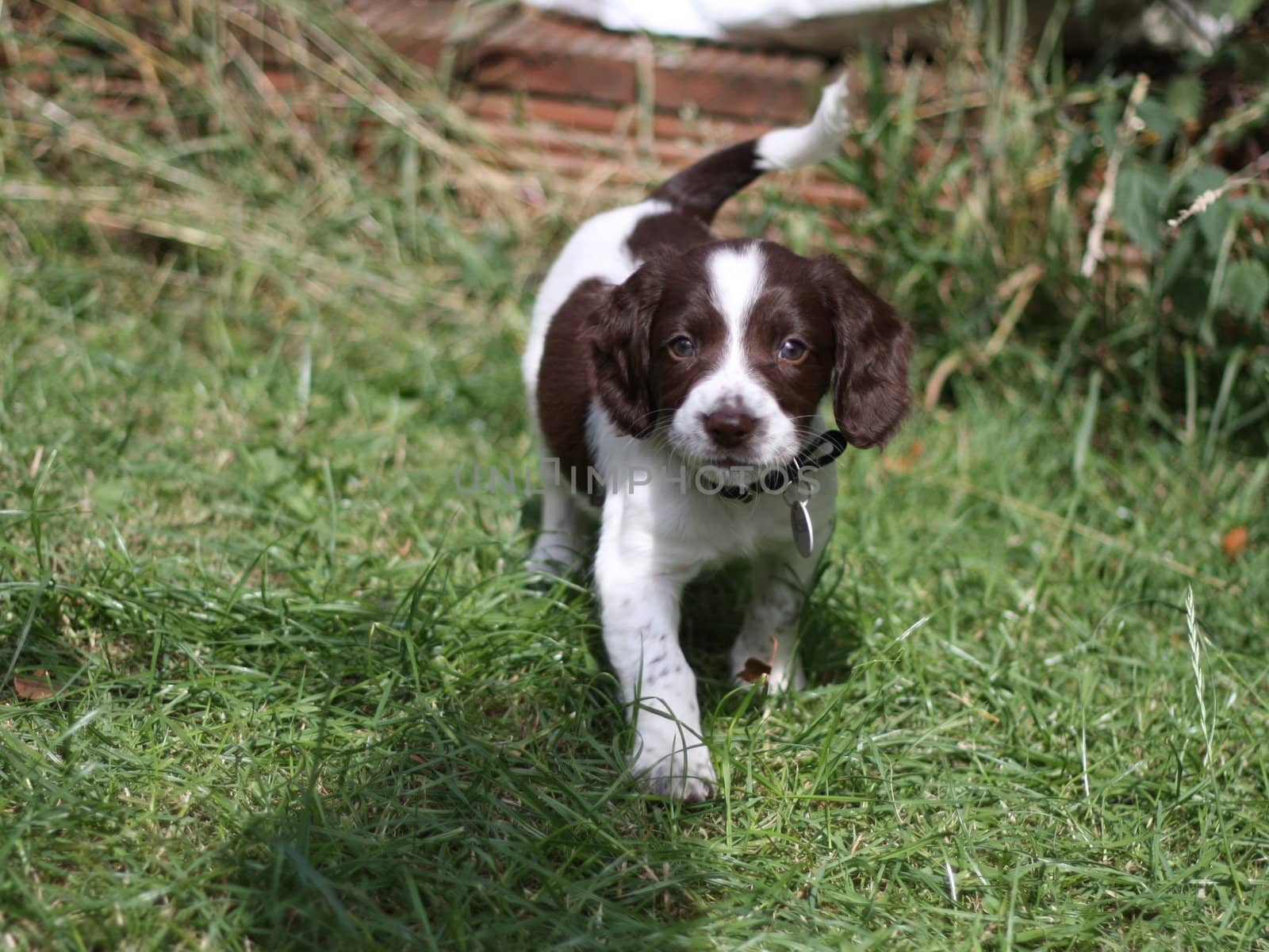 Working English Springer Spaniel puppy by chrisga