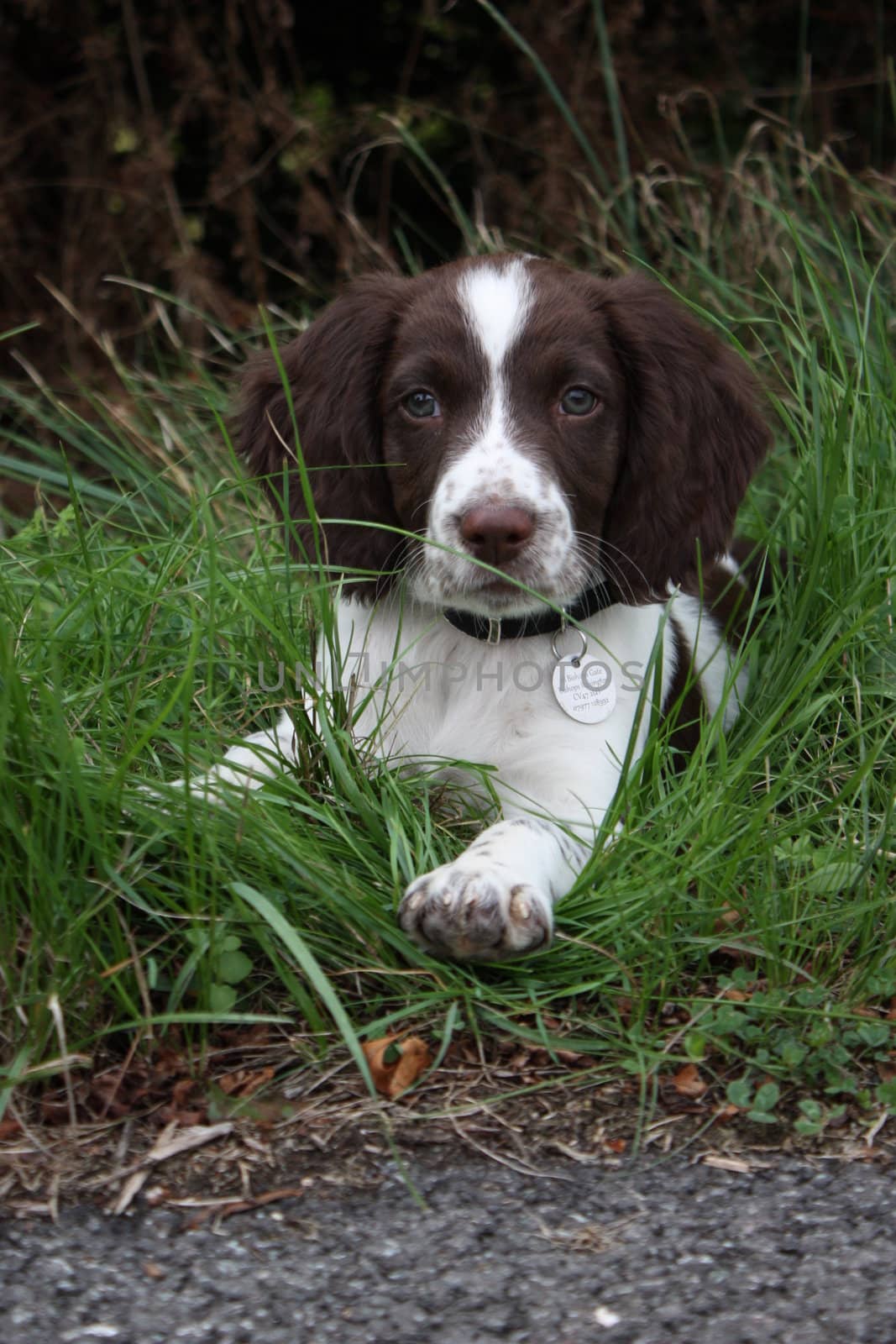 Working English Springer Spaniel puppy lying in long grass by chrisga