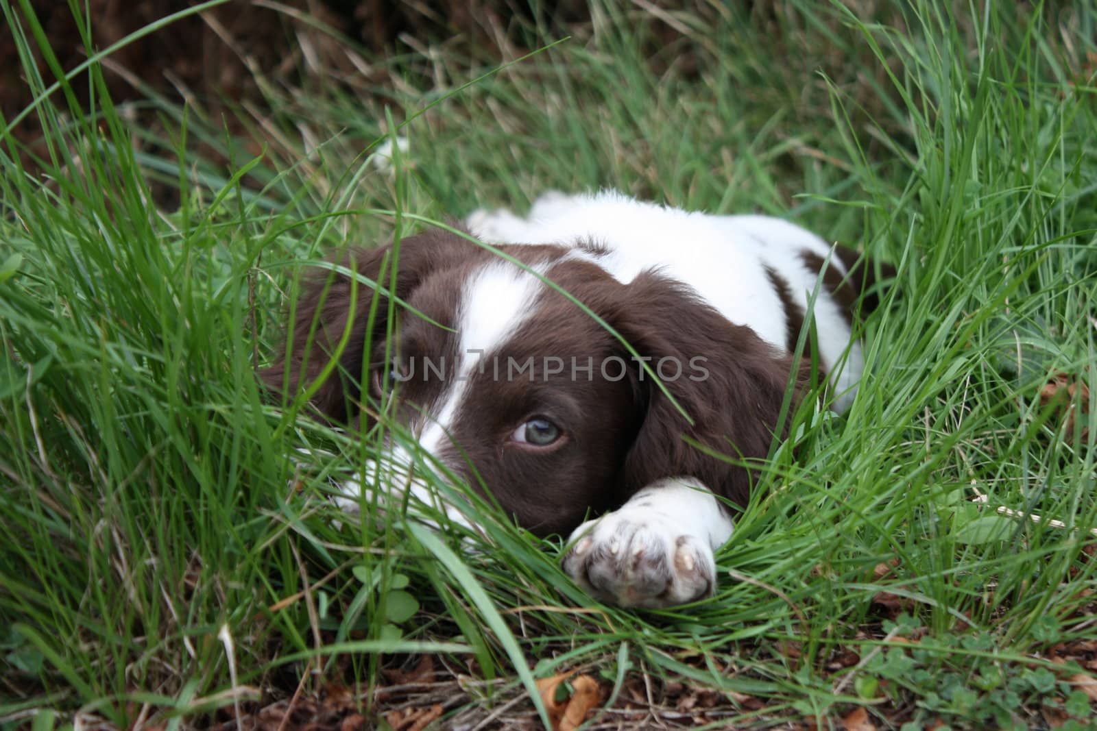 Working English Springer Spaniel puppy, lying, watching in long grass