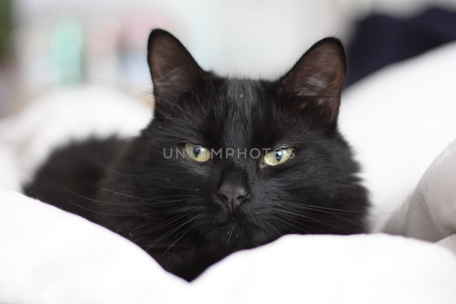 Cute long haired black cat