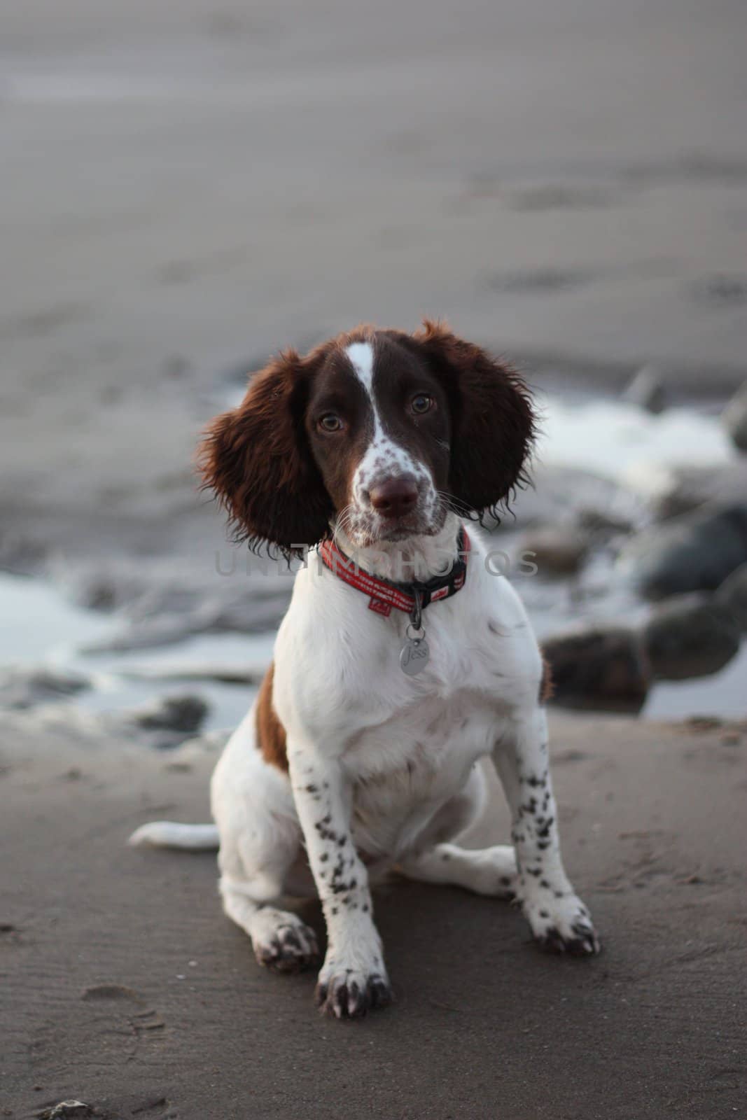 Working English Springer Spaniel puppy on a beach by chrisga