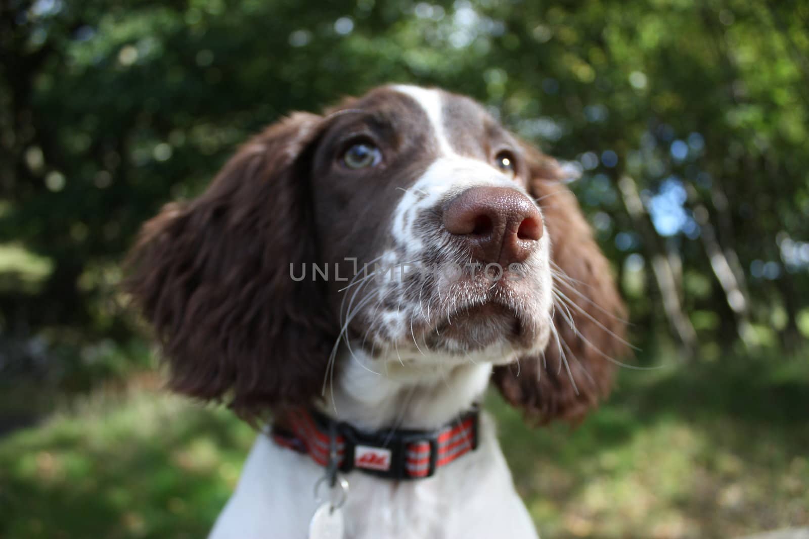 Working English Springer Spaniel puppy close-up