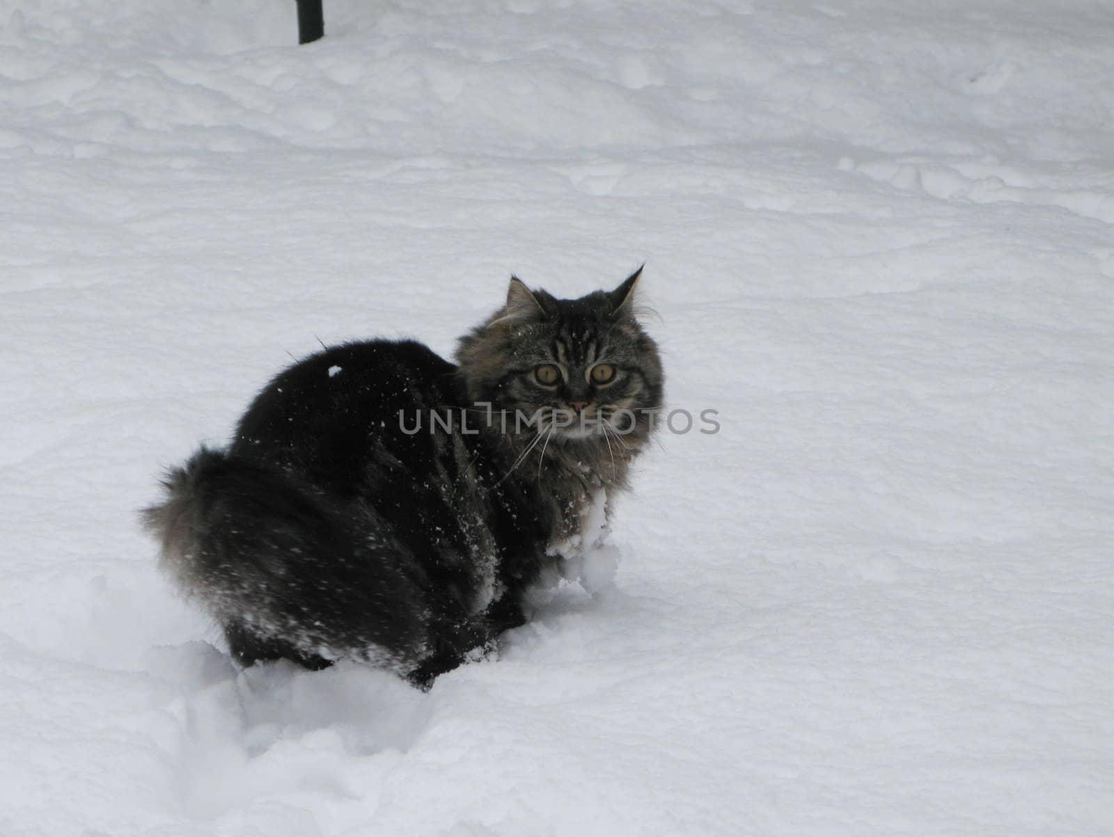 Cute long haired tabby kitten in playing in snow by chrisga