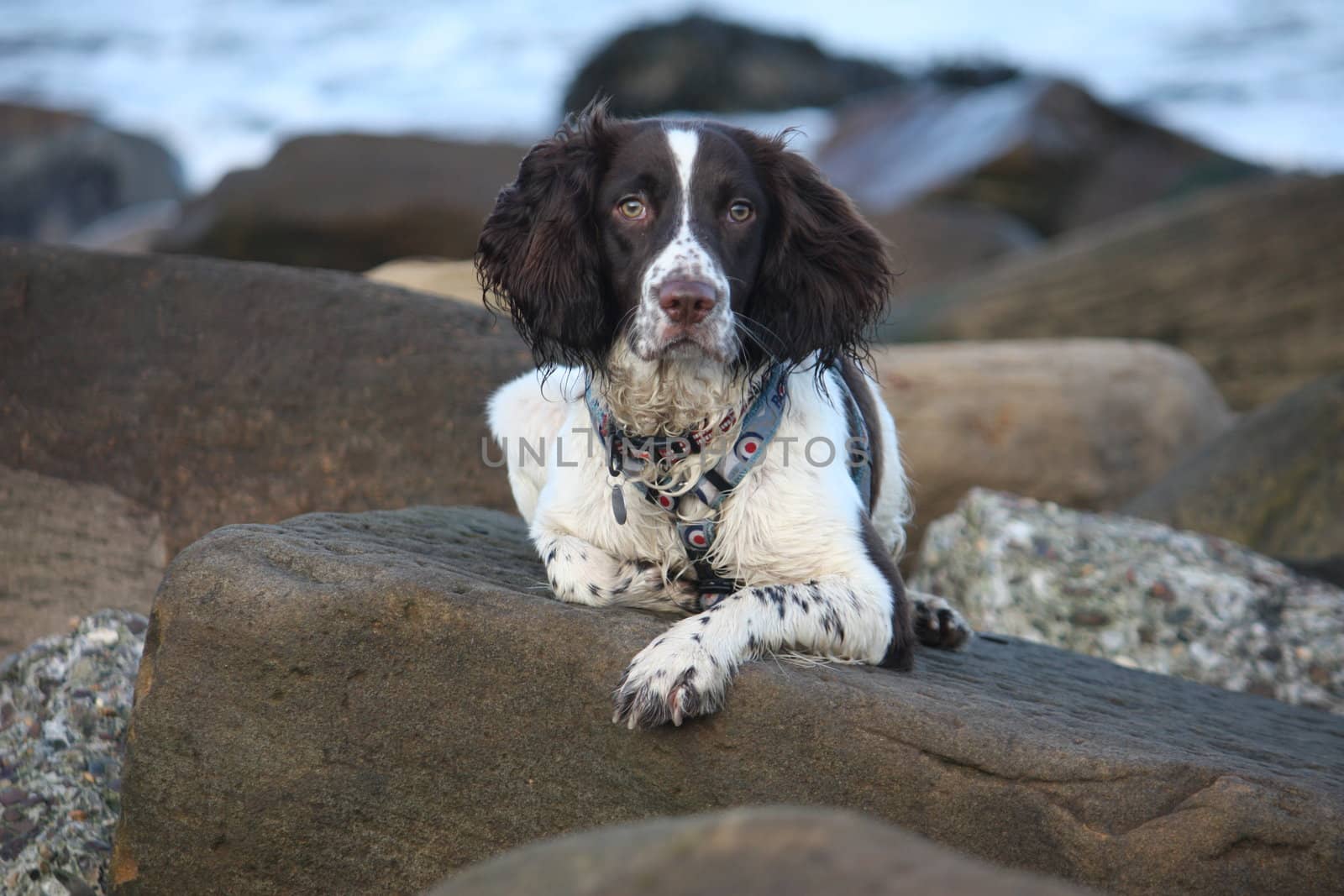 Working English Springer Spaniel on a beach