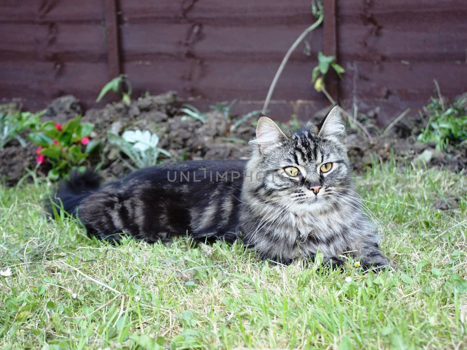 Very cute long haired tabby cat lying on grass
