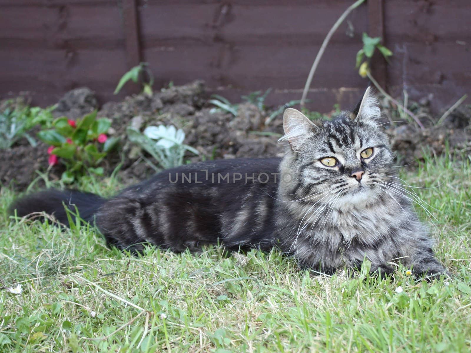 Very cute long haired tabby cat lying on grass by chrisga