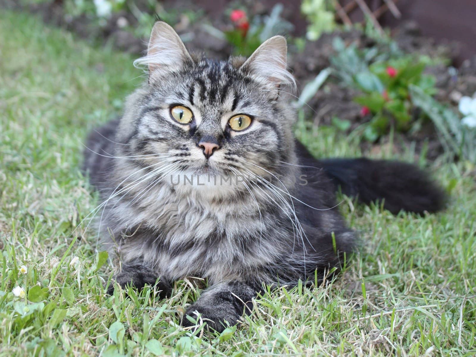 Very cute long haired tabby cat lying on grass