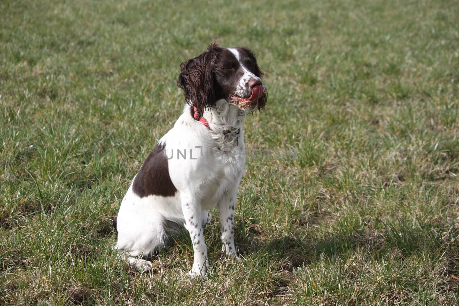 Working English Springer Spaniel sitting in a field