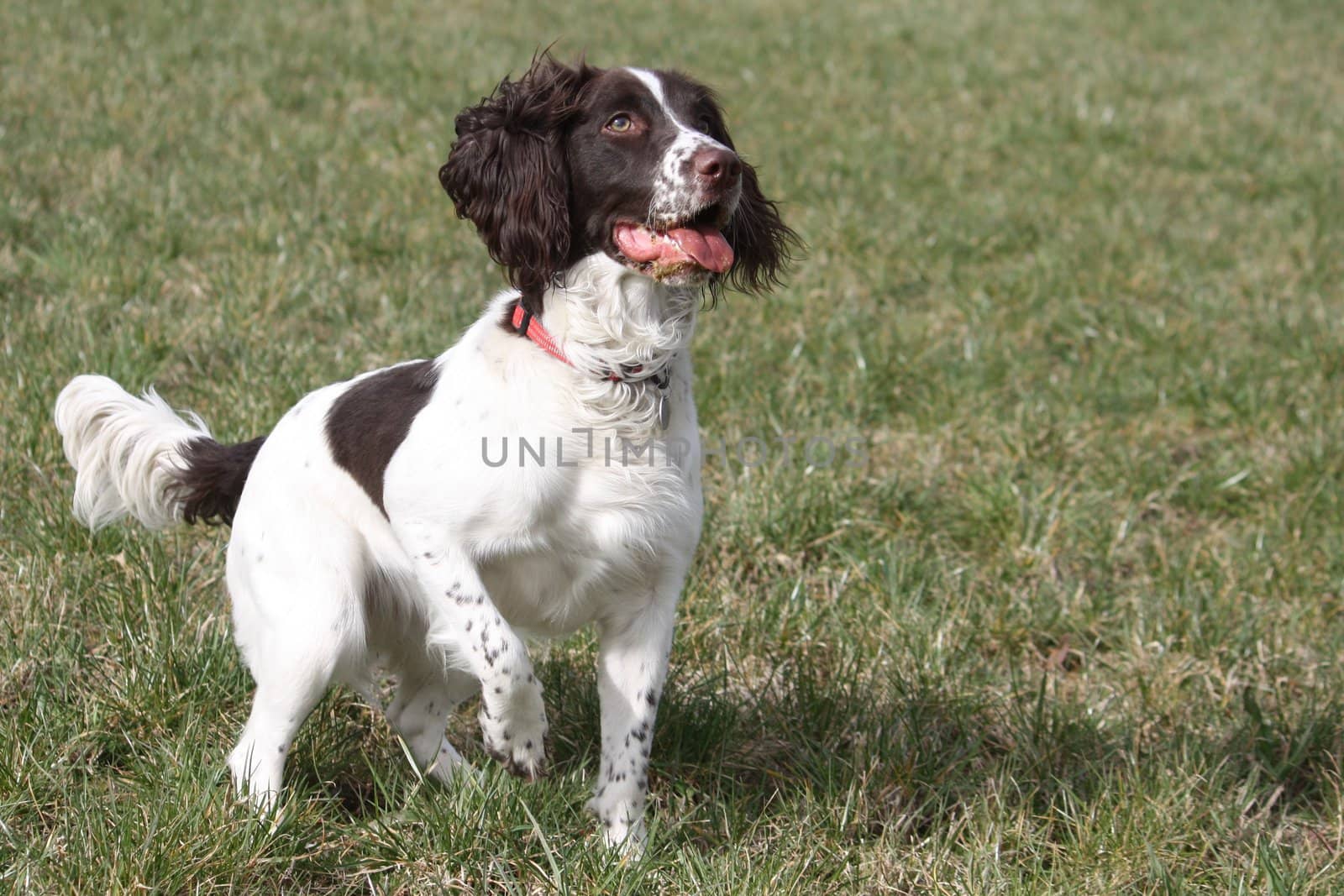 Working English Springer Spaniel standing in a field by chrisga