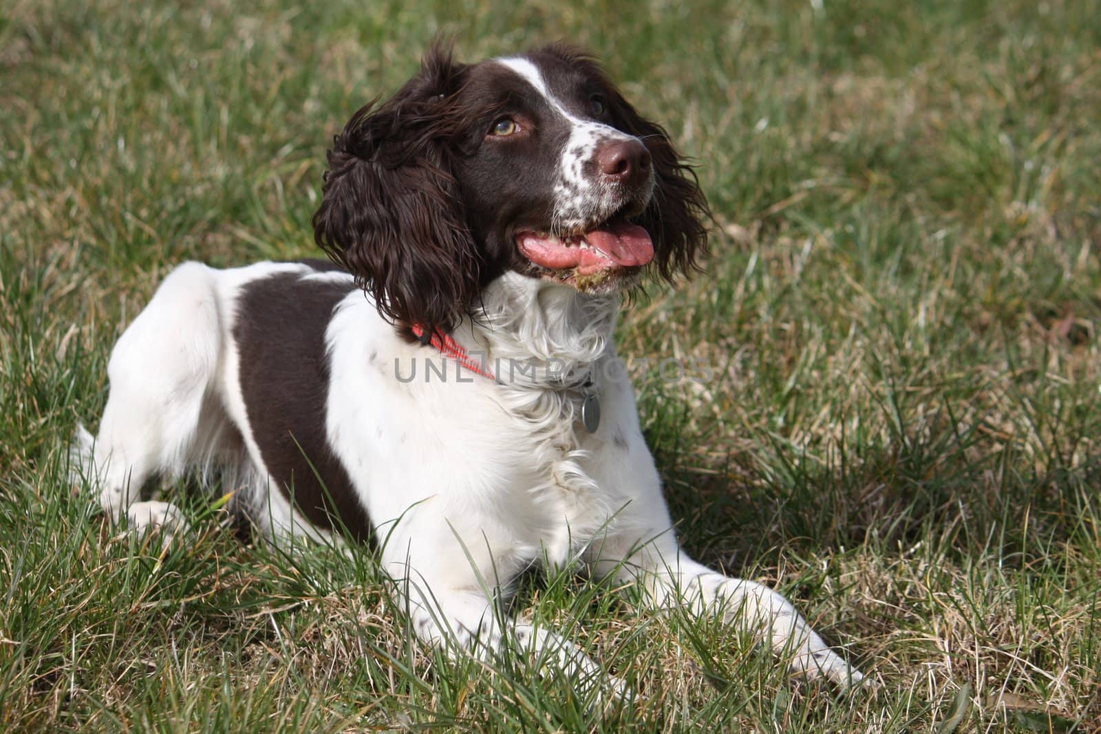 Working English Springer Spaniel lying in a field by chrisga