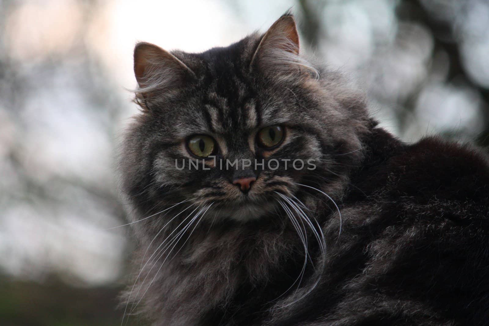 very cute long haired tabby cat by chrisga