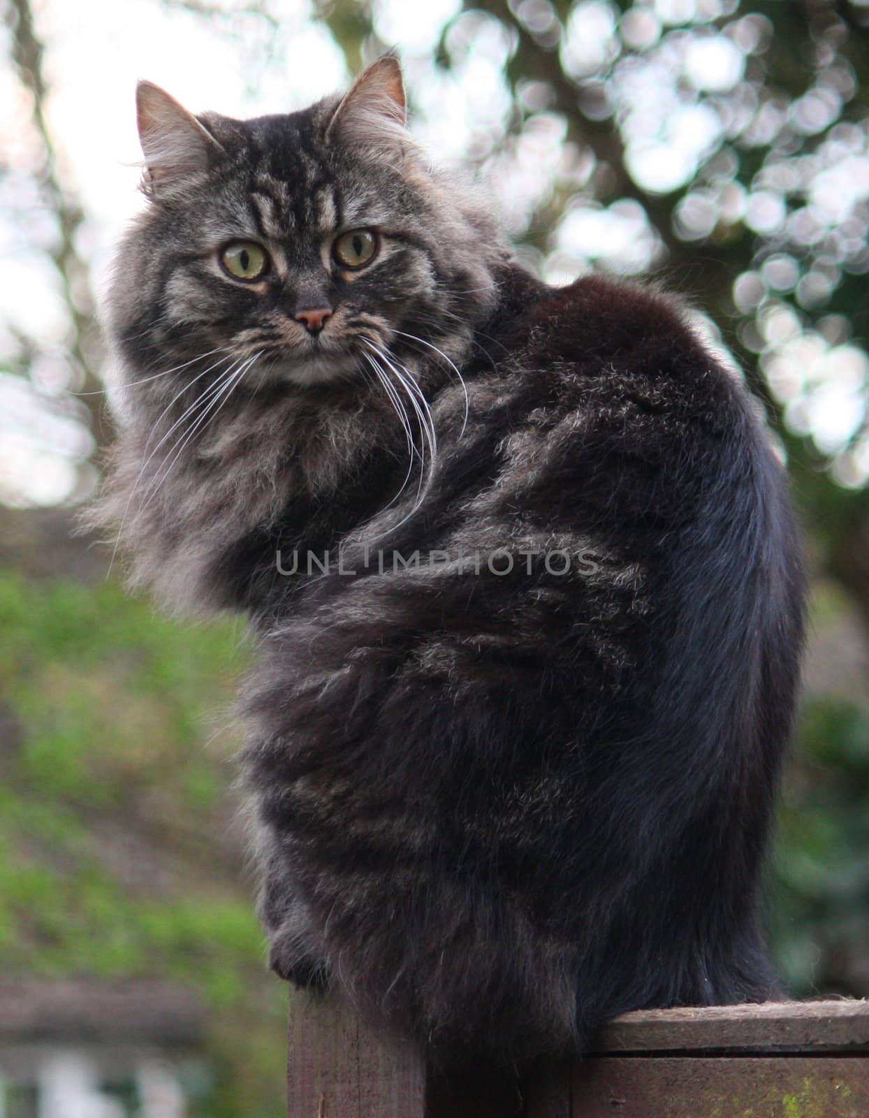 very cute long haired tabby cat by chrisga