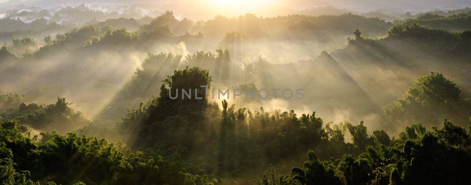Forest morning with golden sunlight in countryside in Taiwan, Asia.