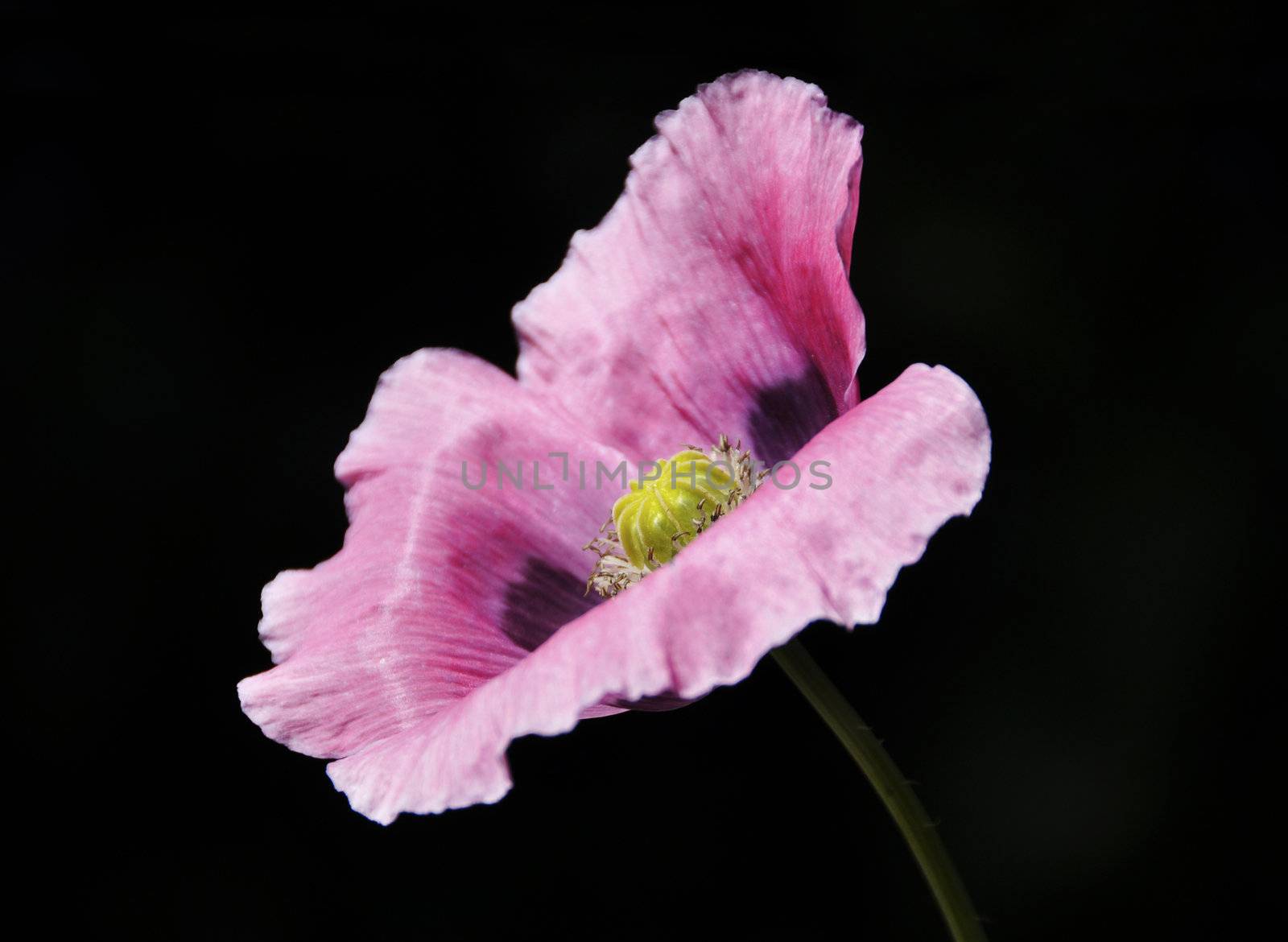 Pink poppy on a black background