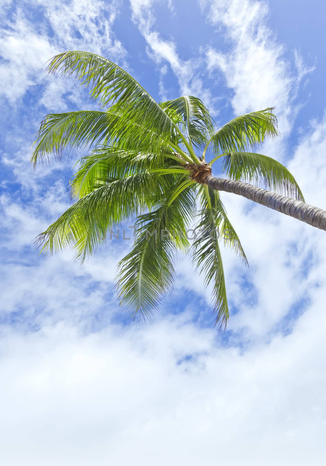 An image of a palm tree and the blue sky with white clouds