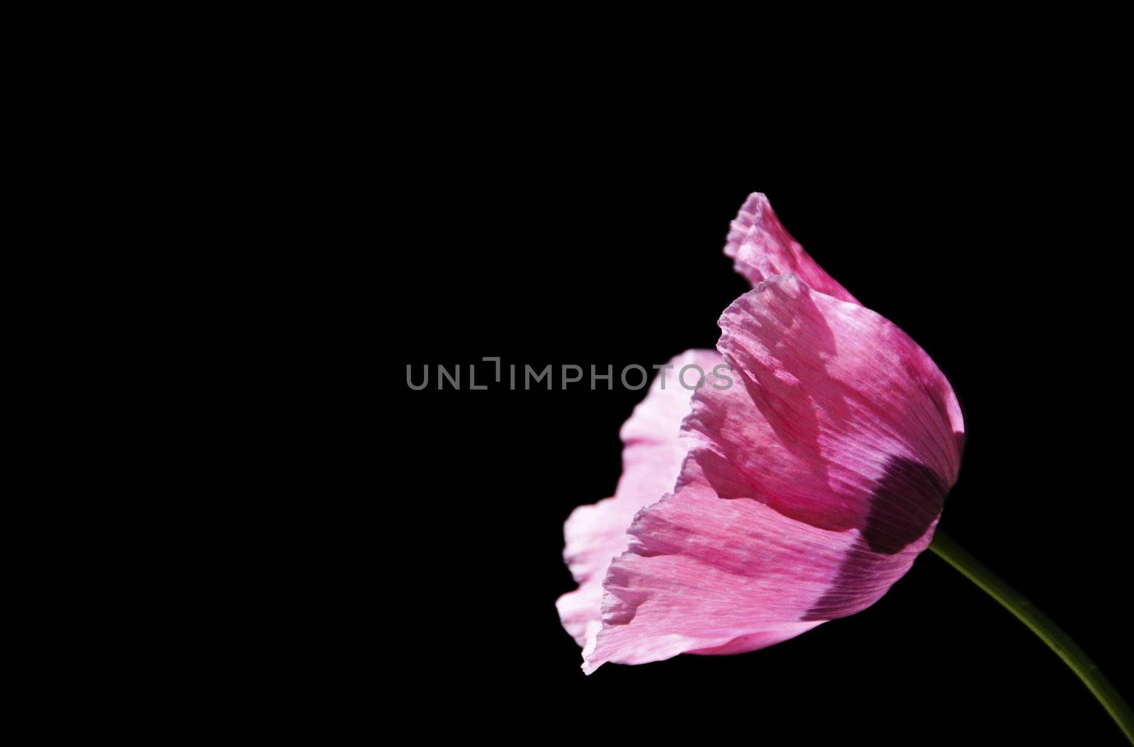 Pink poppy on a black background