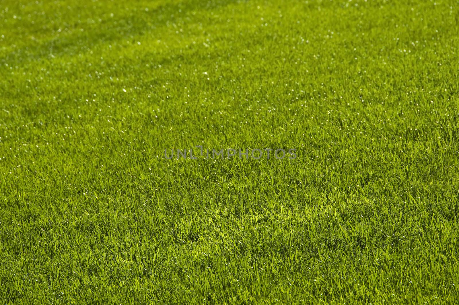 Perfectly mowed lawn in spring