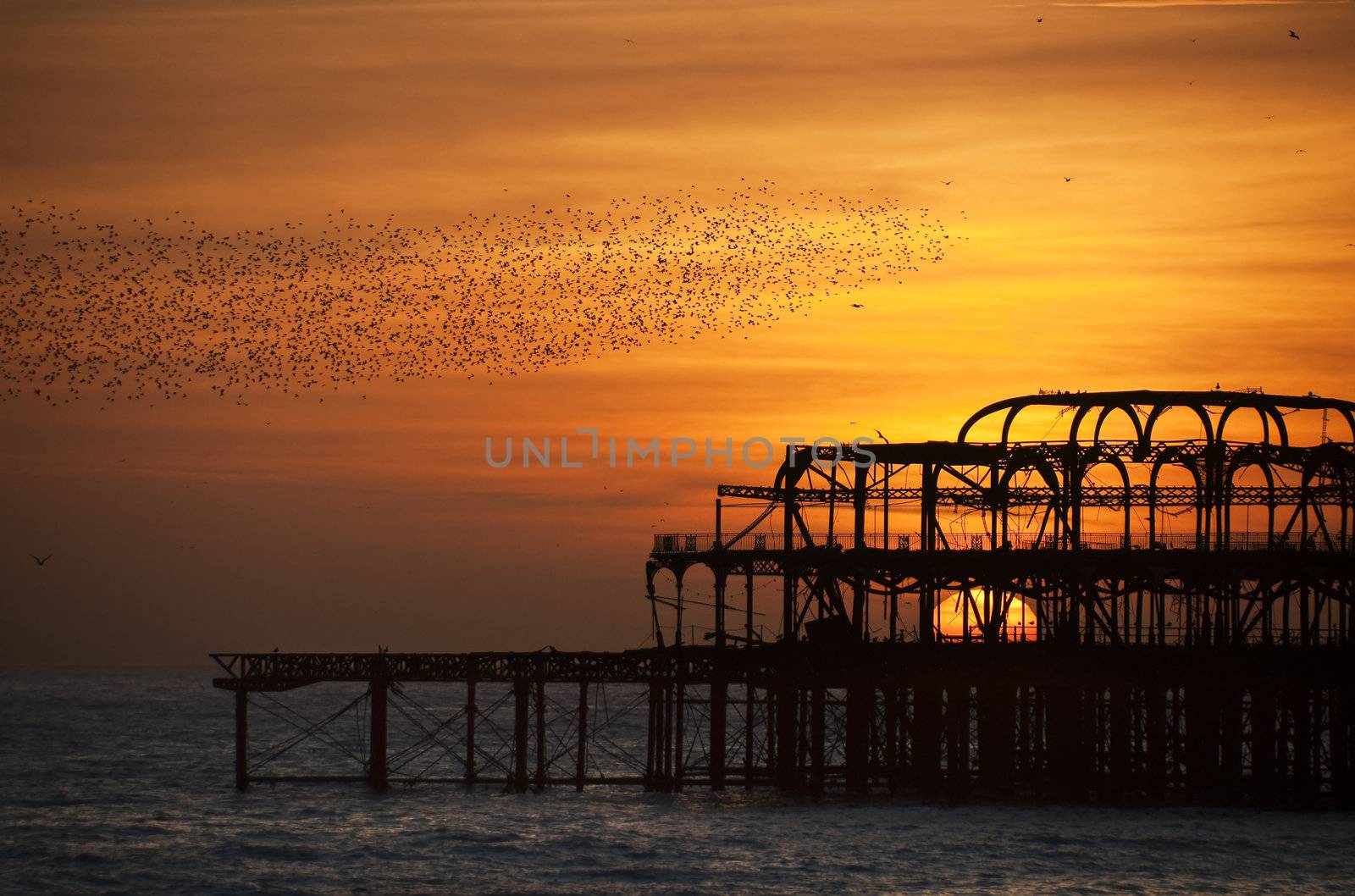 Flock of starlings over the West Pier in Brighton at sunset by dutourdumonde