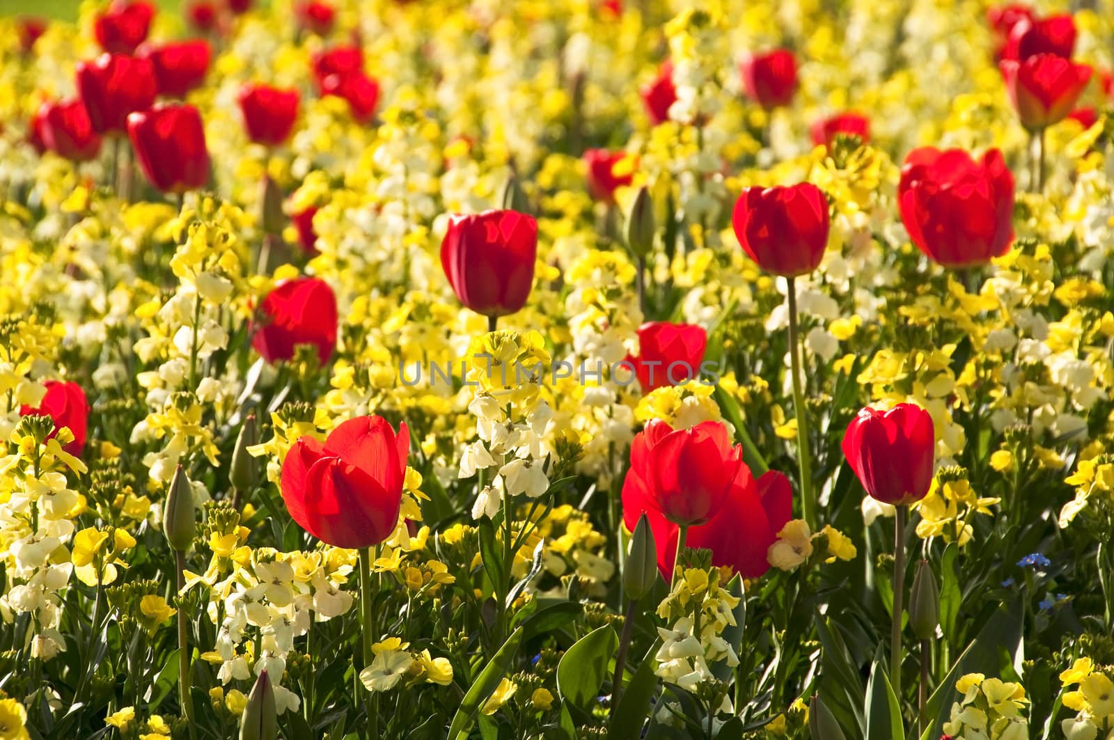 Red tulips and yellow flowers in spring
