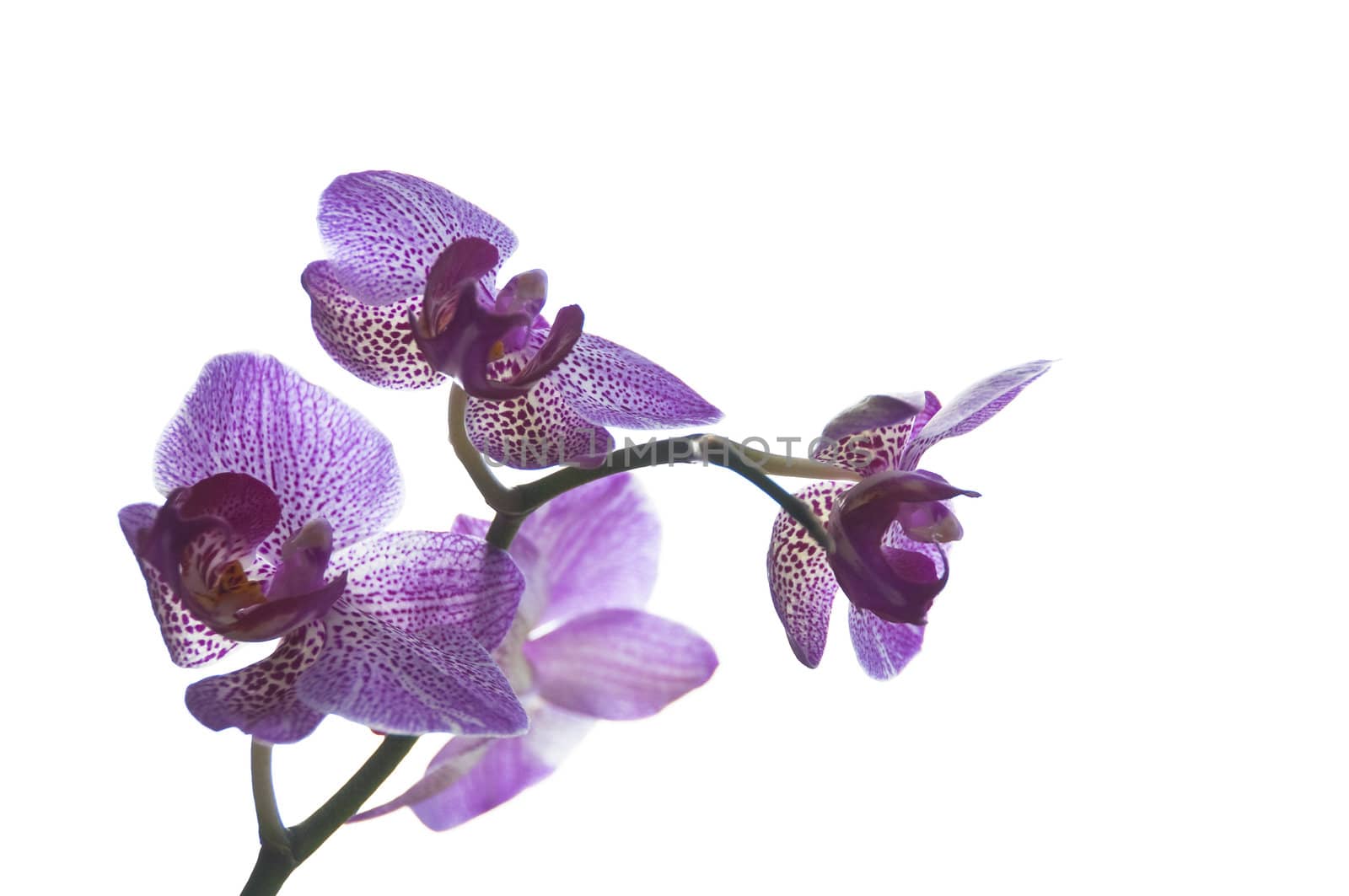 Purple orchid on a white background