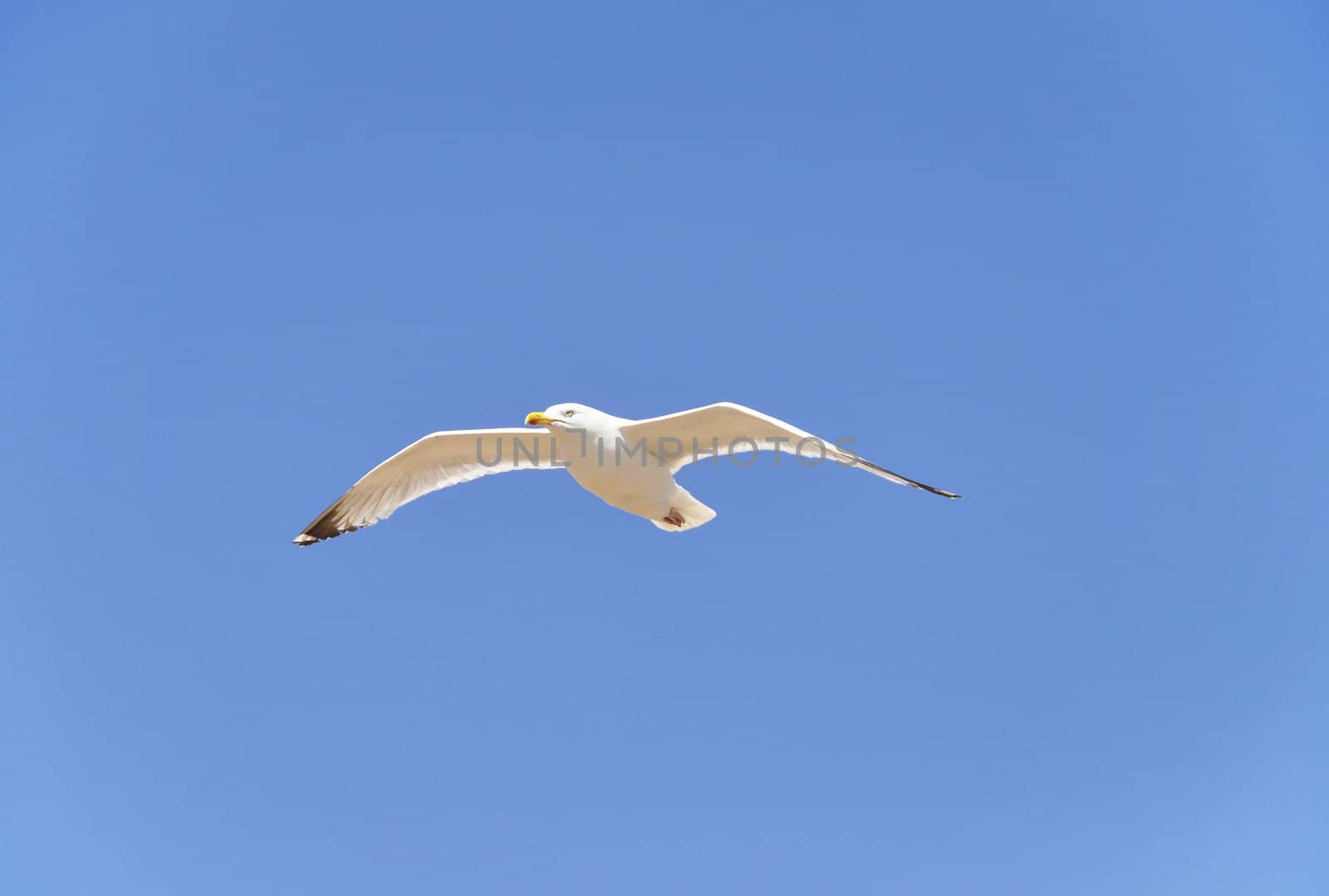 A seagull by dutourdumonde