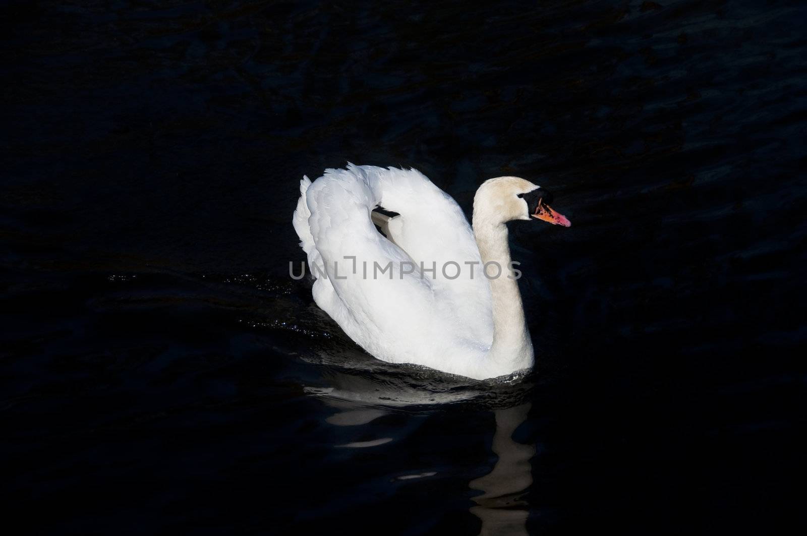 A white swan swimming on dark water