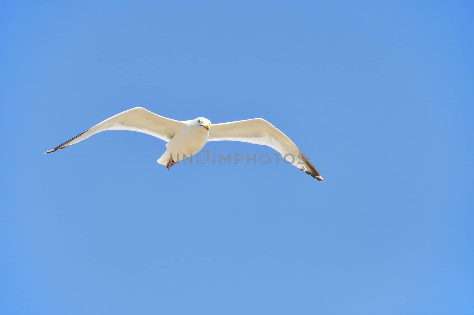A seagull flying in a blue sky
