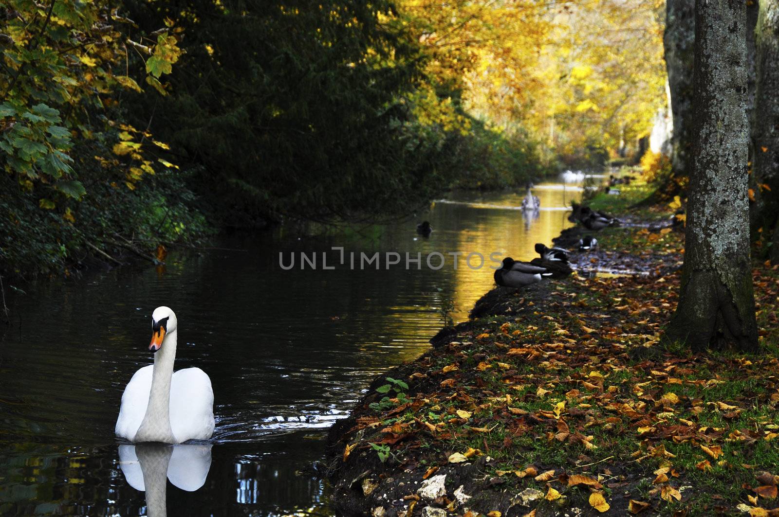 A swan on a river in autumn