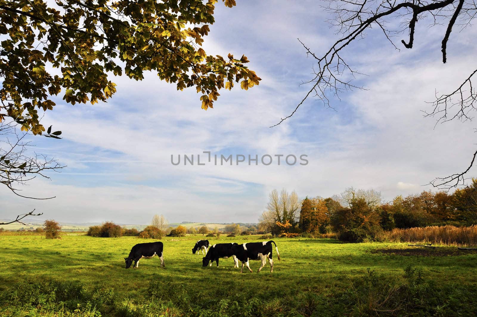 Cows in a meadow in fall