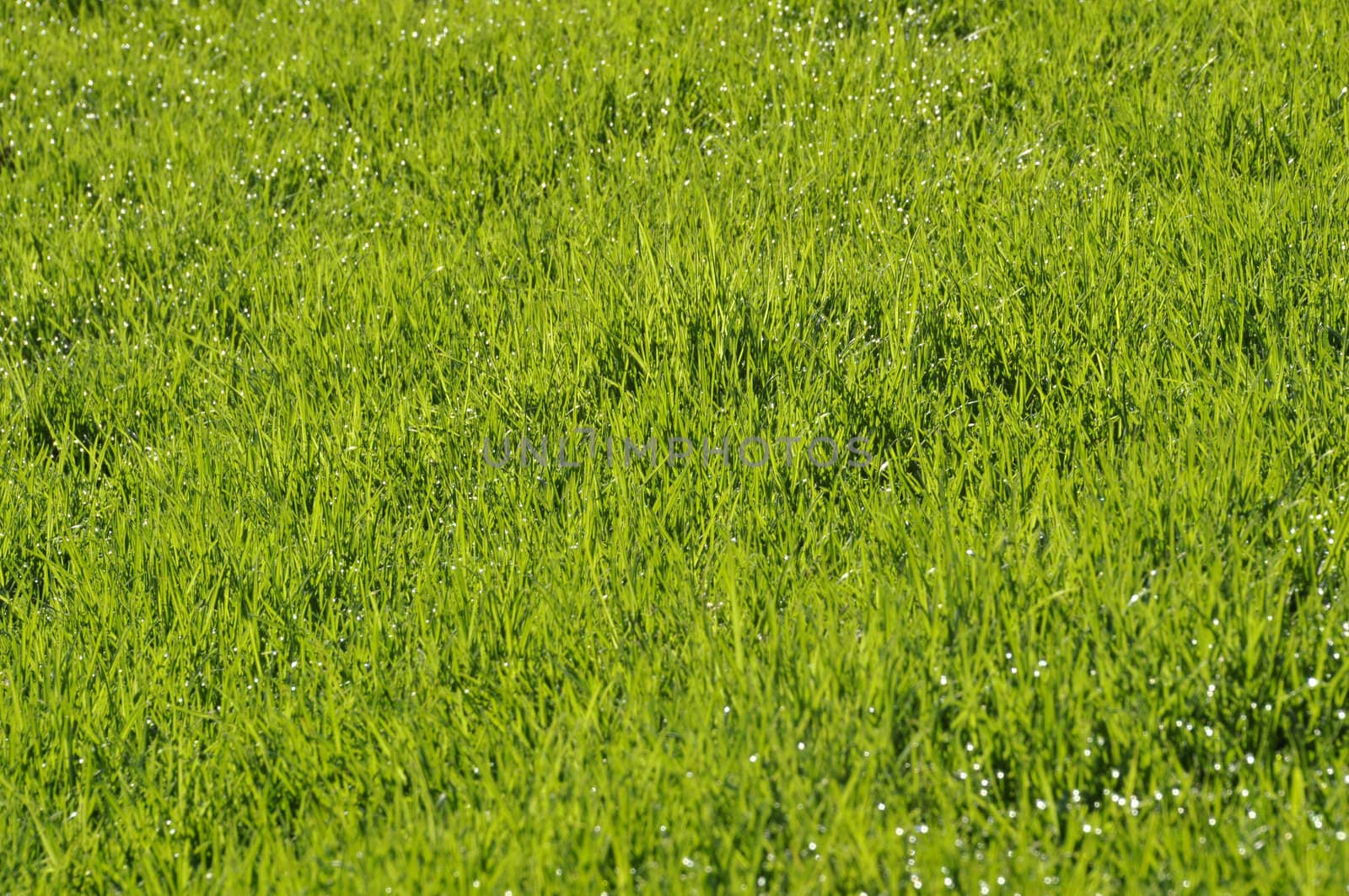 Dew on the lawn by a spring morning