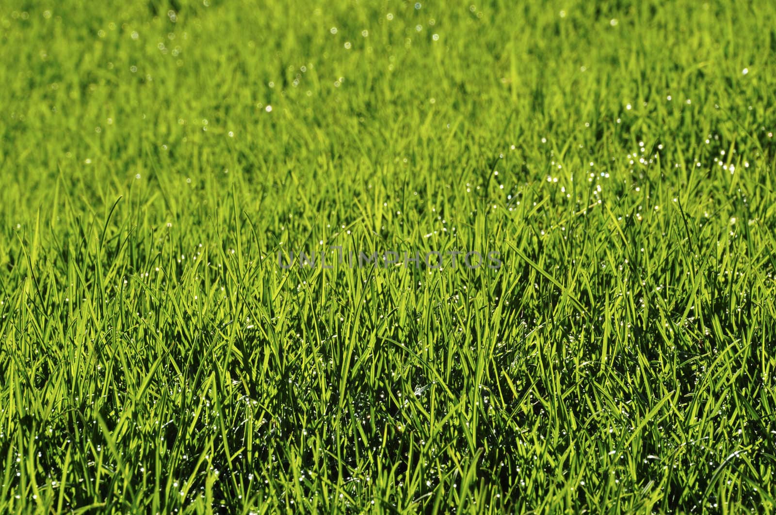 Dew on the lawn by a spring morning