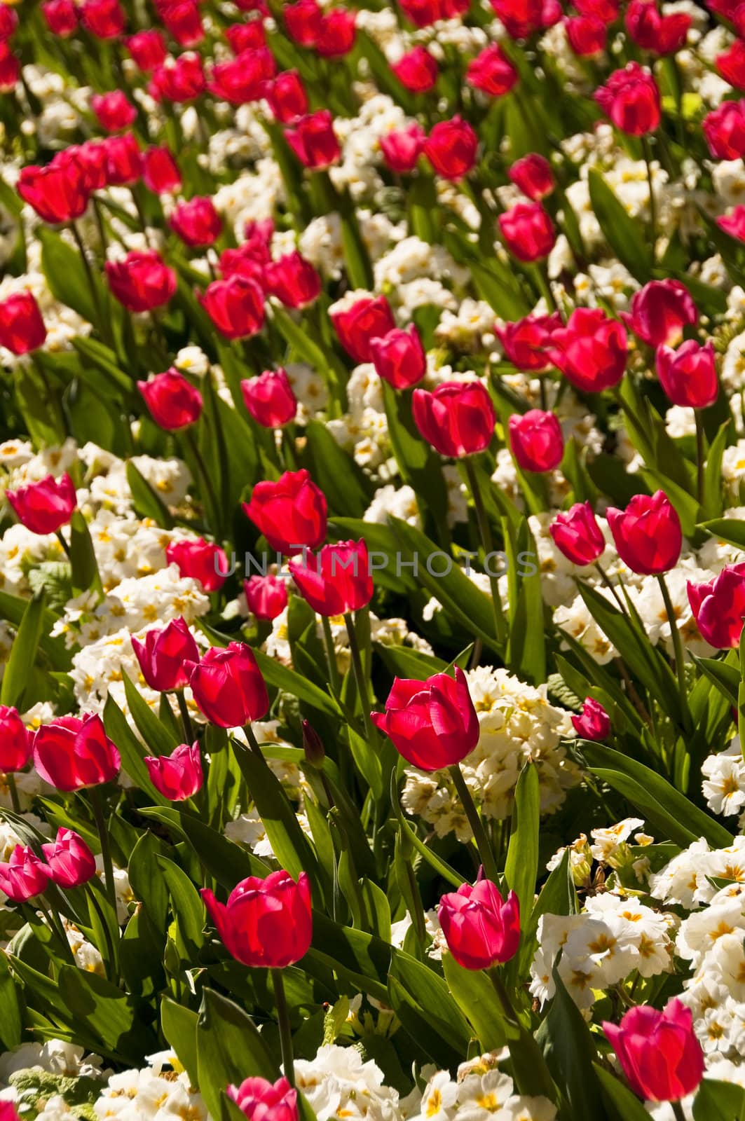 Red tulips and white flowers