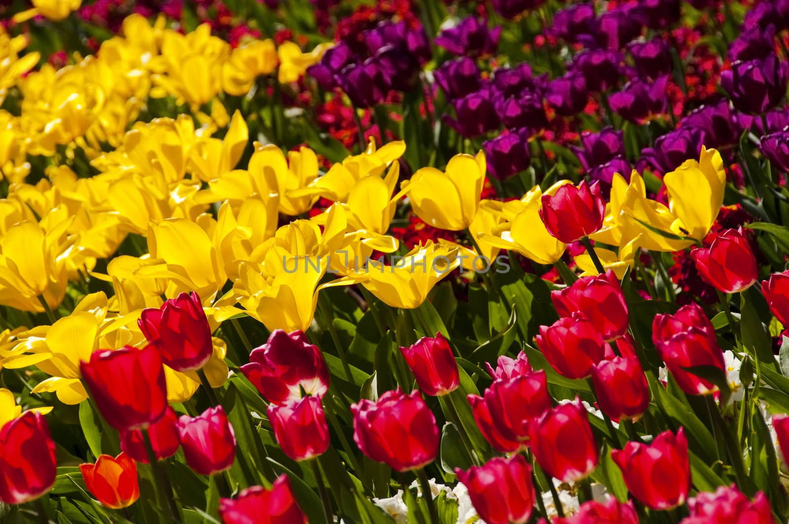 Red, yellow and purple tulips in a garden