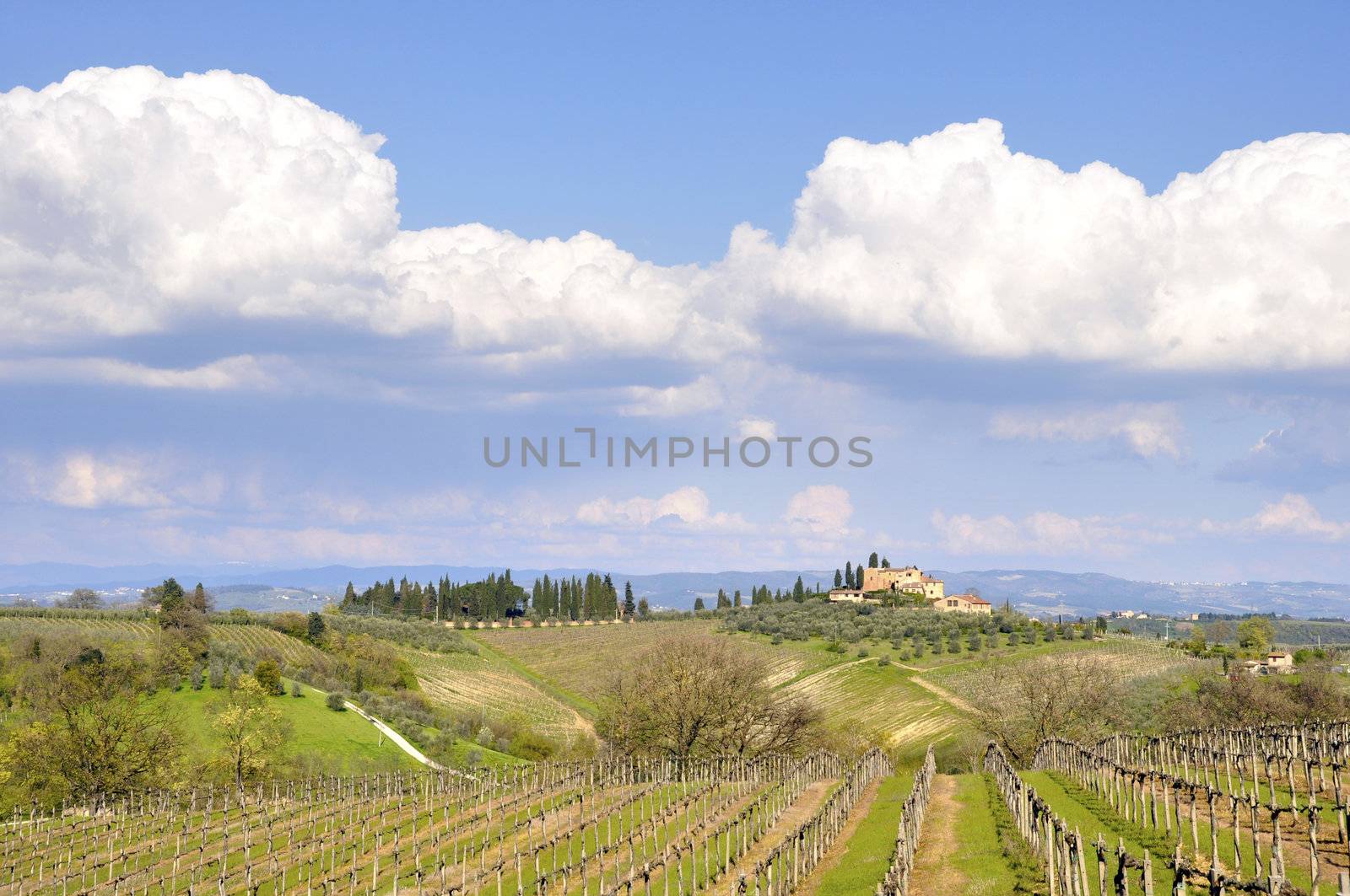 Vineyard in Tuscany, Italy by dutourdumonde