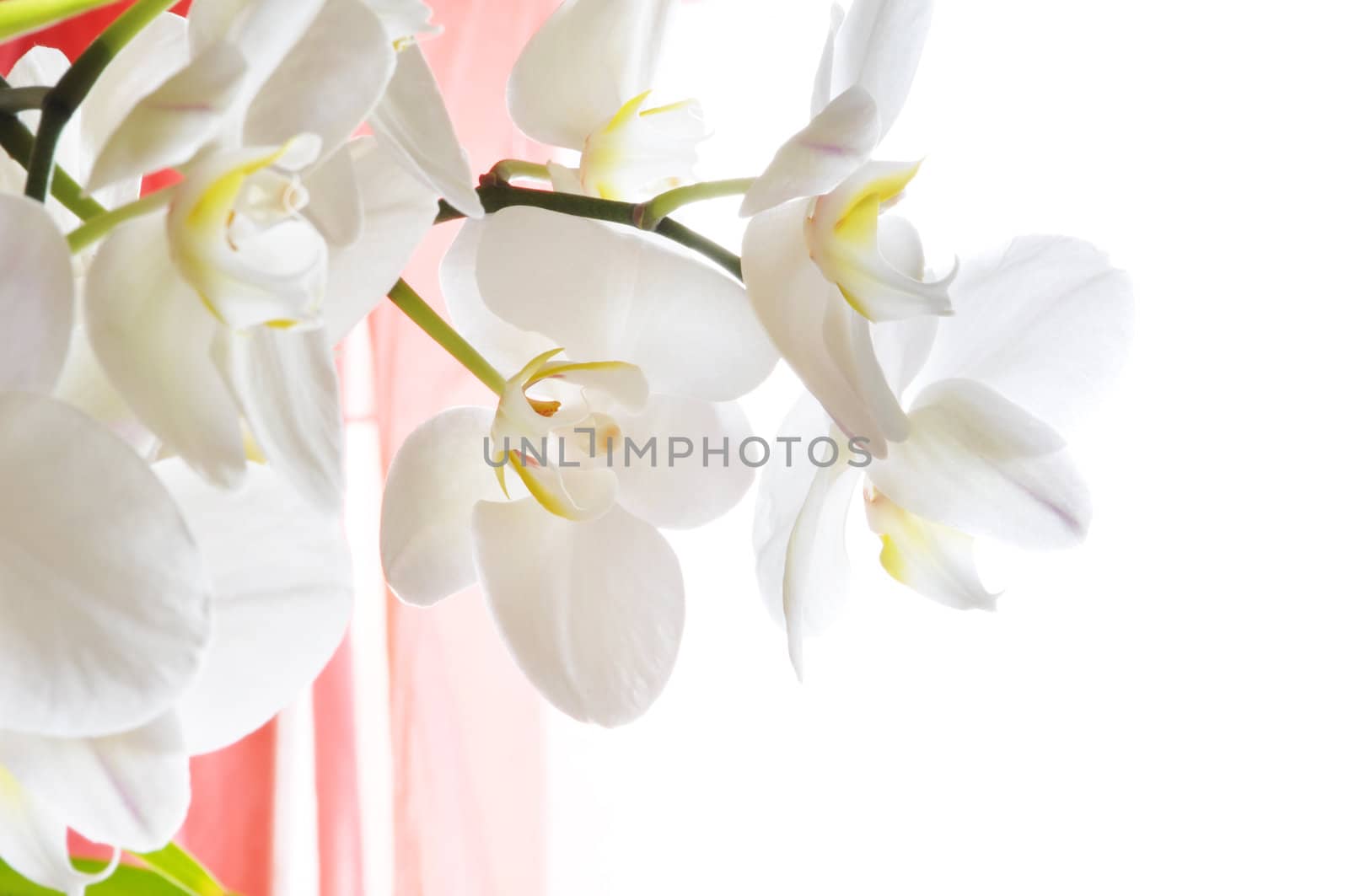 White orchid next to a window with red curtains