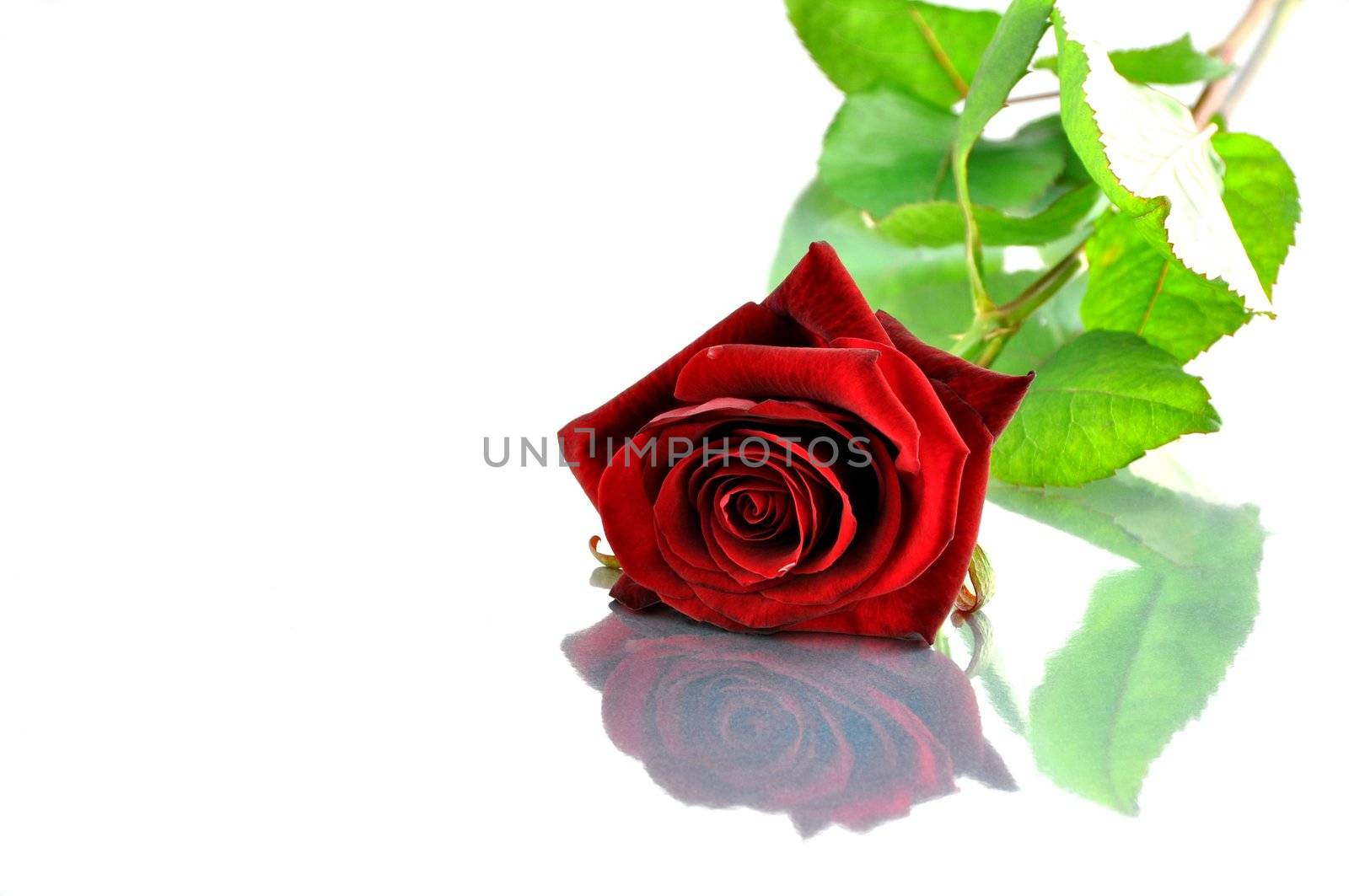 Red rose by dutourdumonde