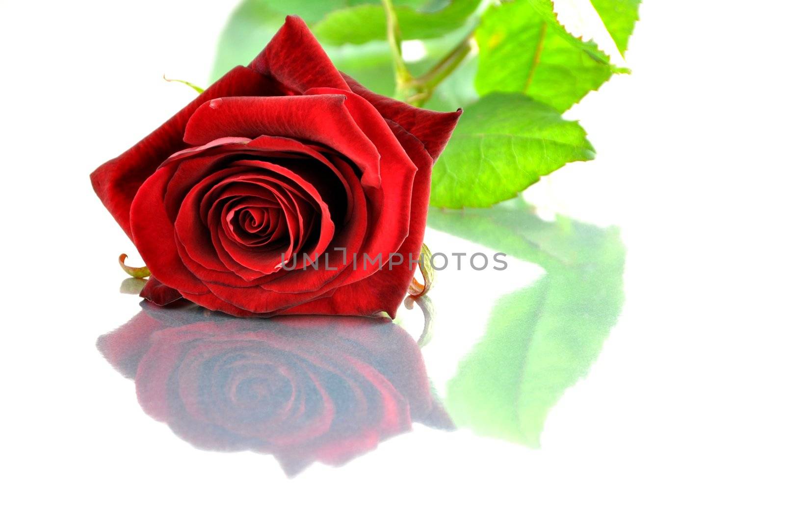 A single red rose and its reflection