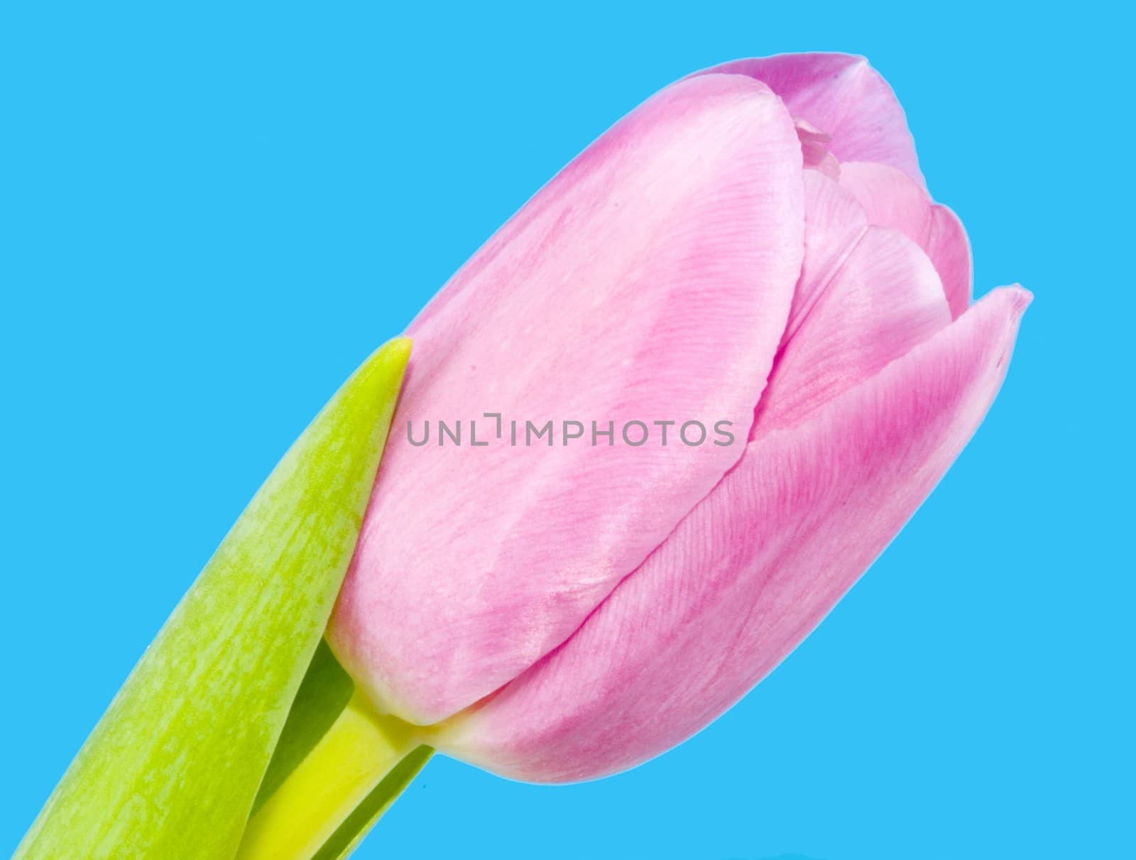 a bloom of a pink tulip on the blue background