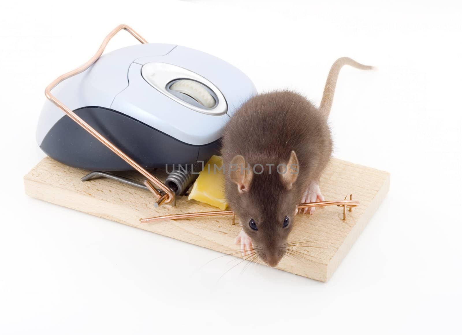 Clever Mouse by werg