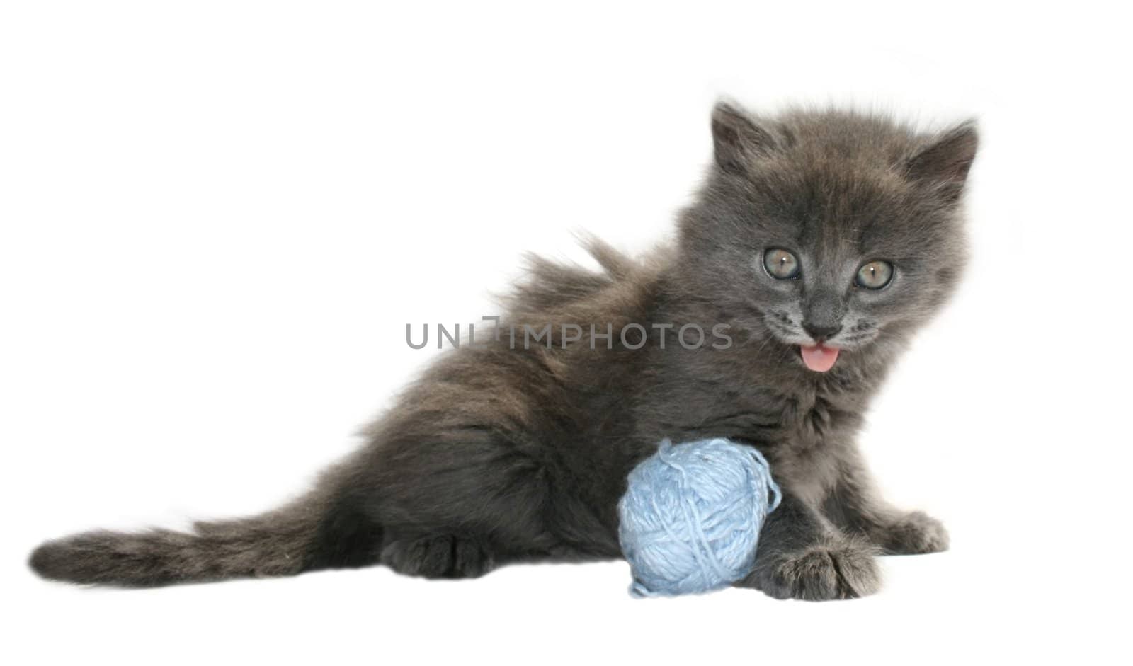 Small kitten on a white background.