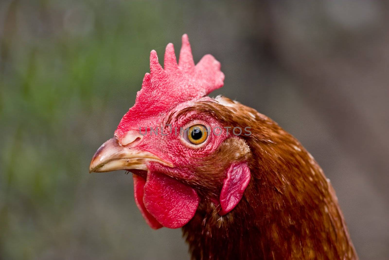 farm animals series: head of the hen