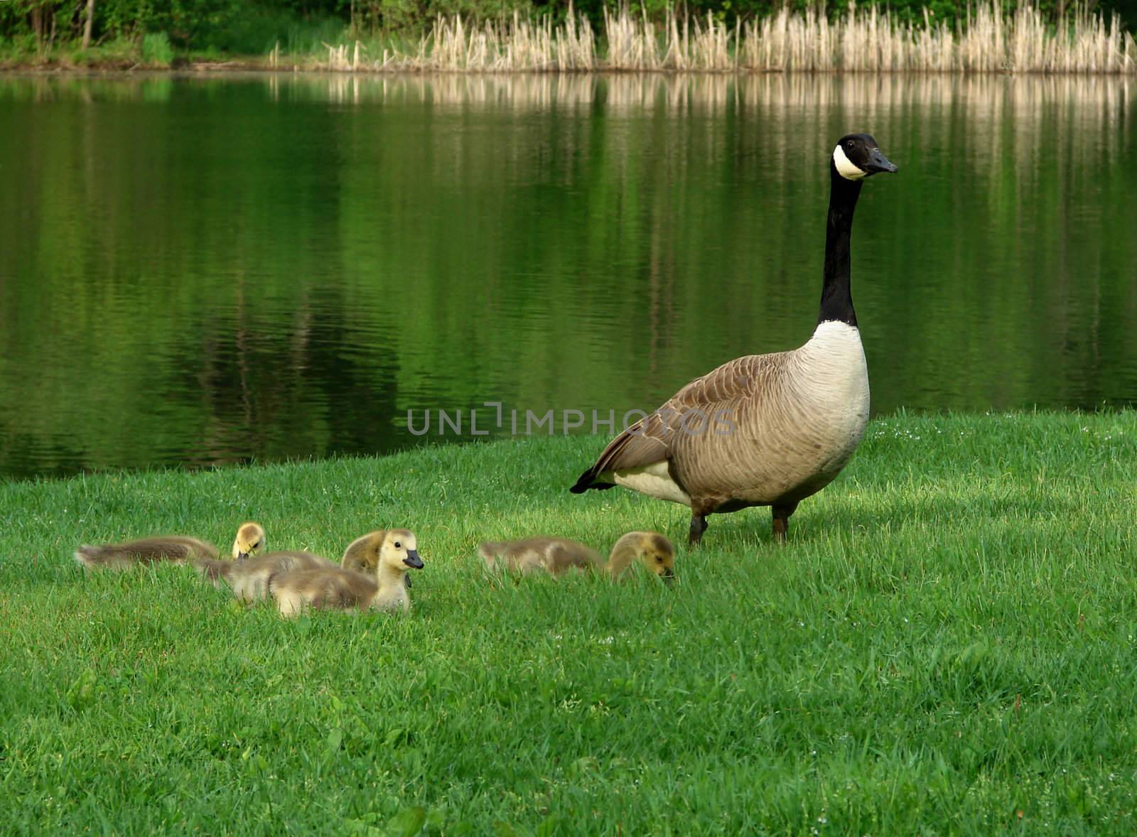 Goose with it babies on the lawn by a river
