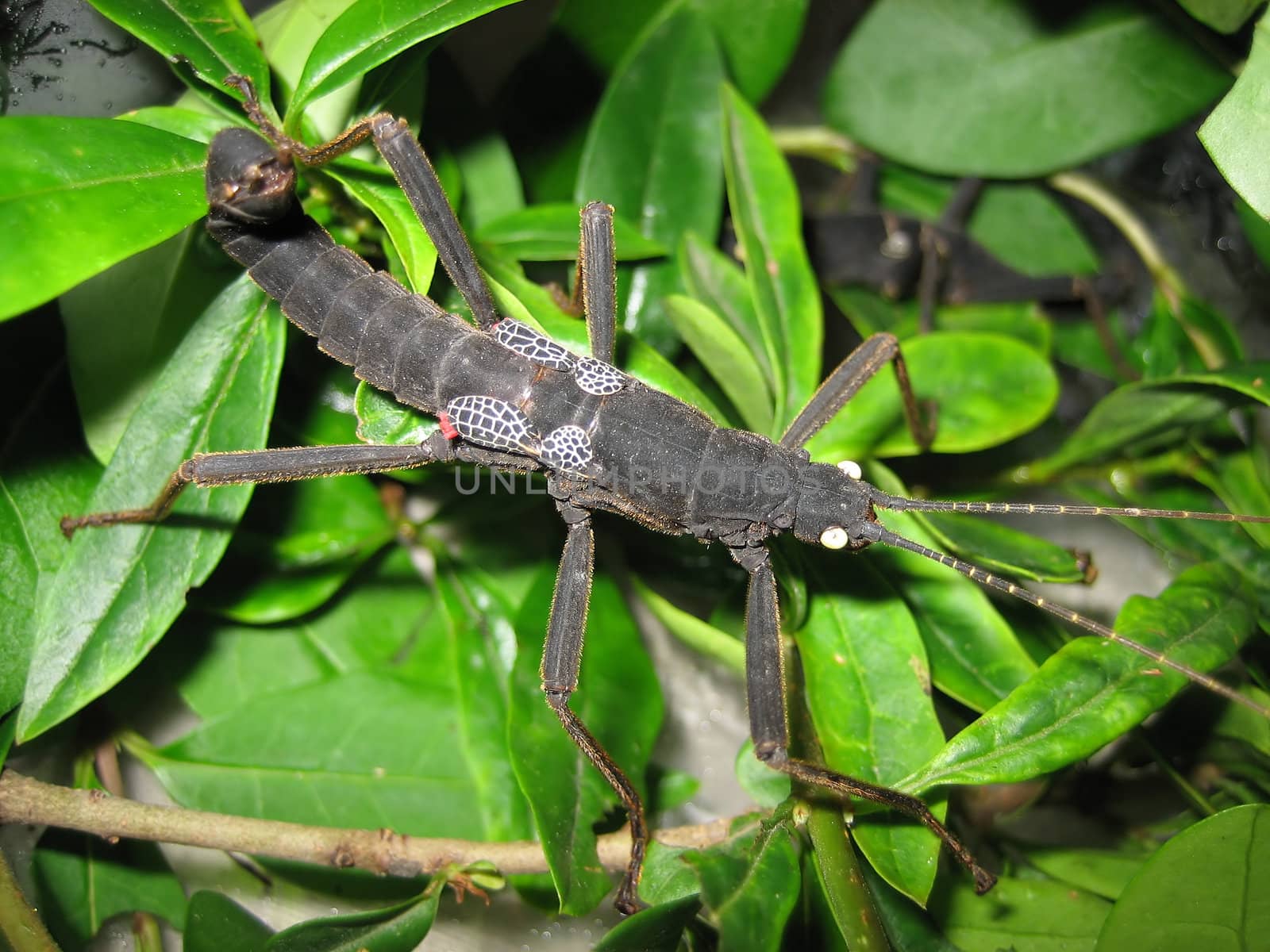 Imago of Peruphasma shultei (male)