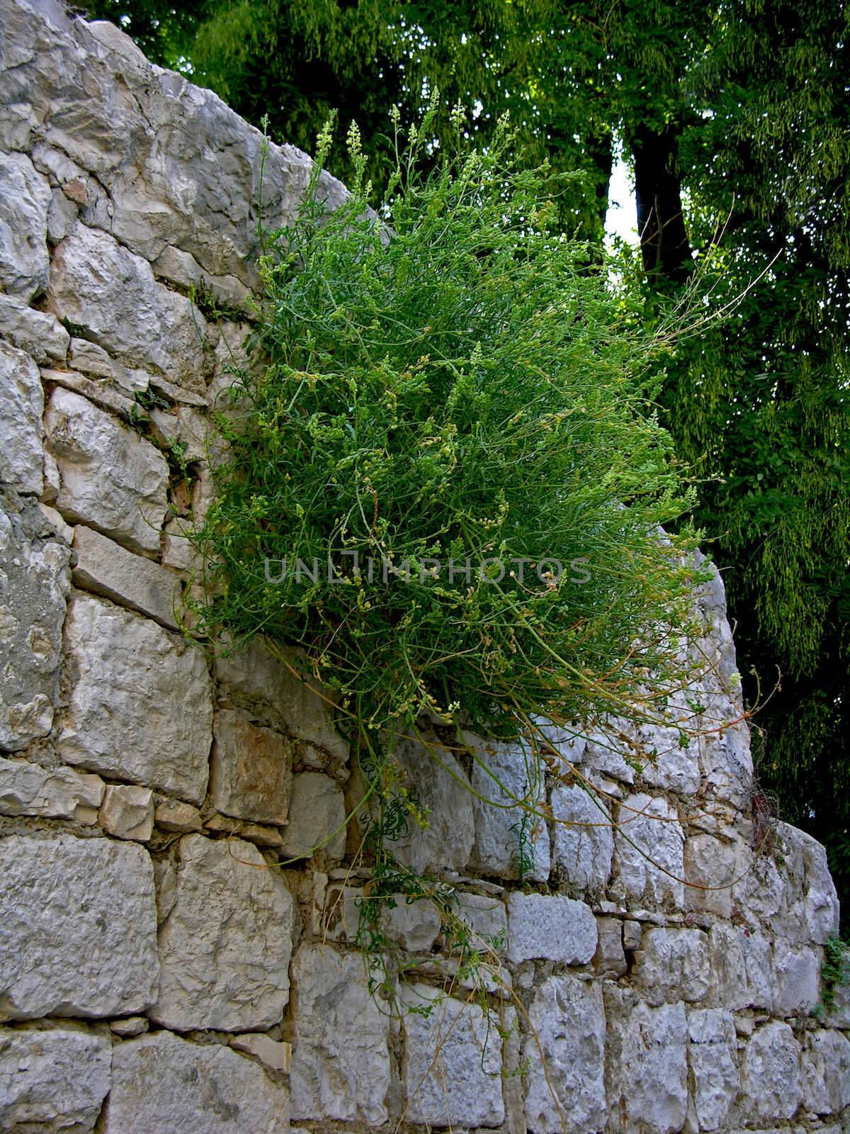 clambering plants in a stonewall. Rectangular texture of growth.